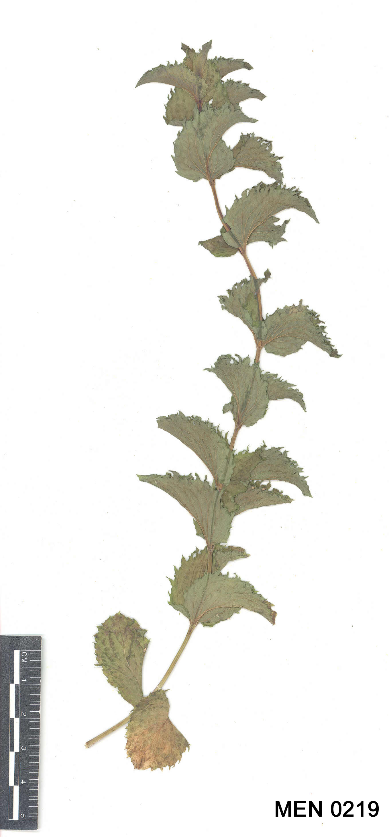Click for 2 image(s) for this accession. Image