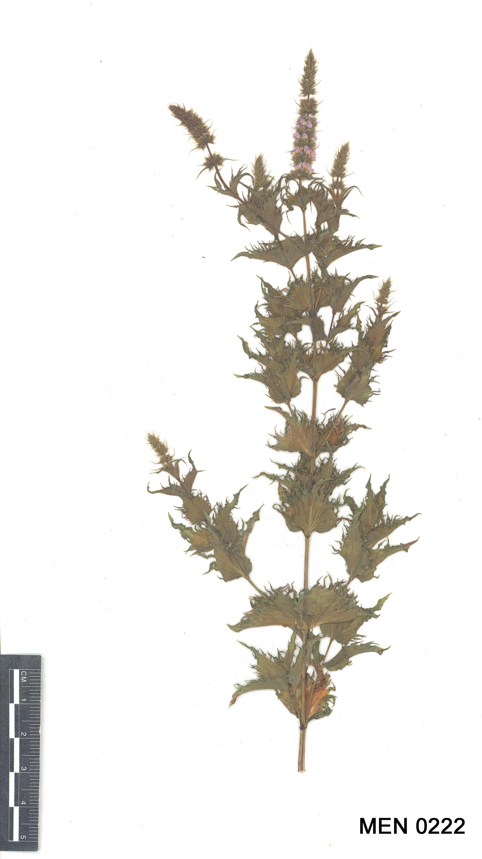 Click for 3 image(s) for this accession. Image