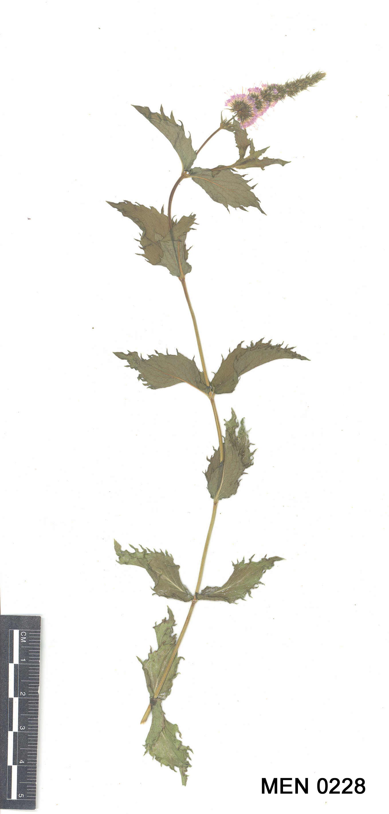 Click for 2 image(s) for this accession. Image