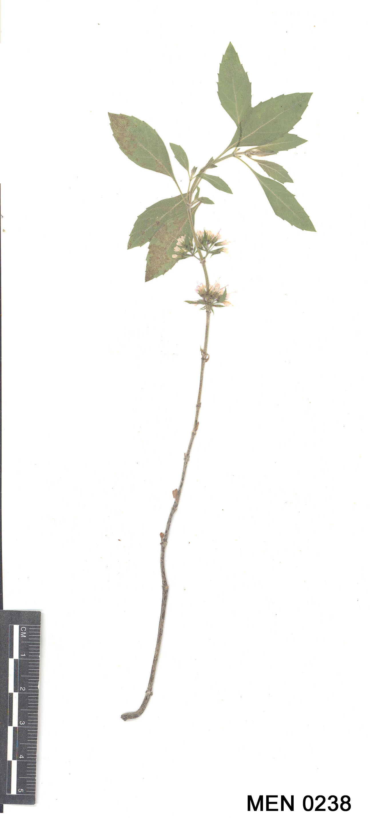 Click for 2 image(s) for this accession. Image