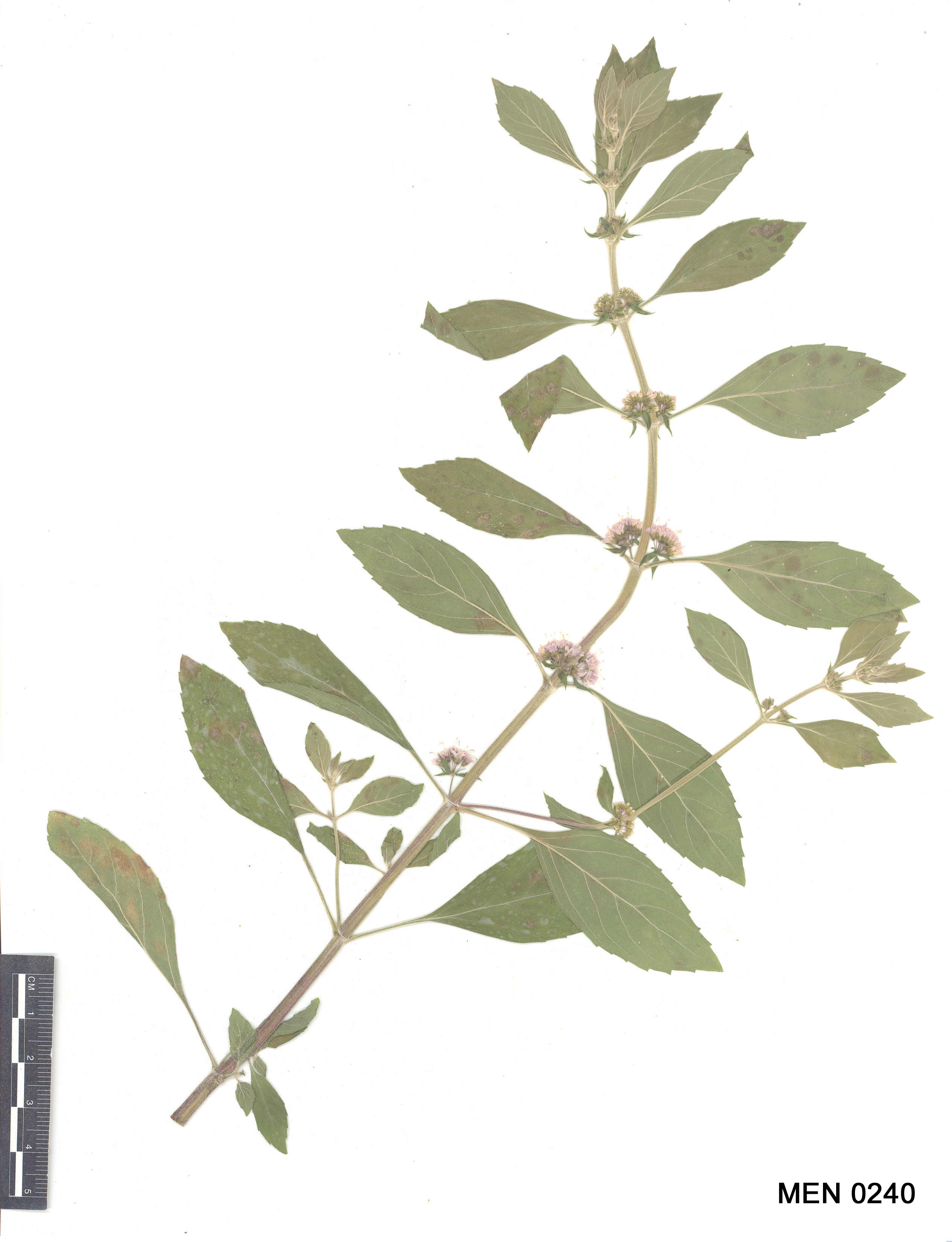 Click for 2 image(s) for this accession. Image