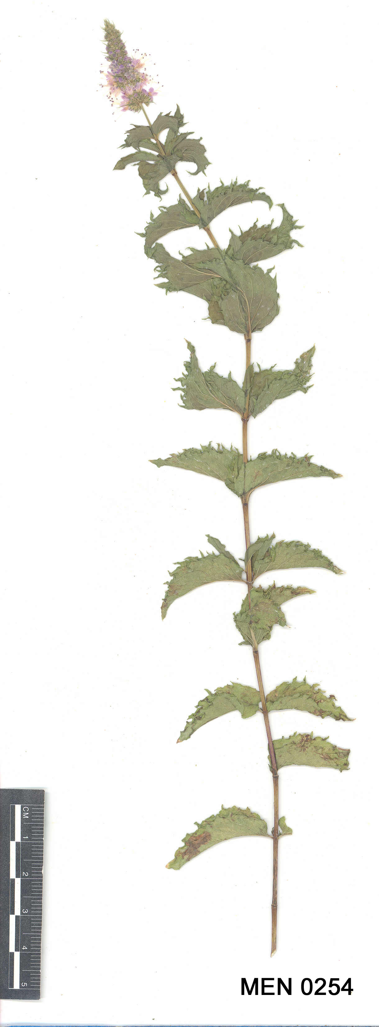 Click for 3 image(s) for this accession. Image