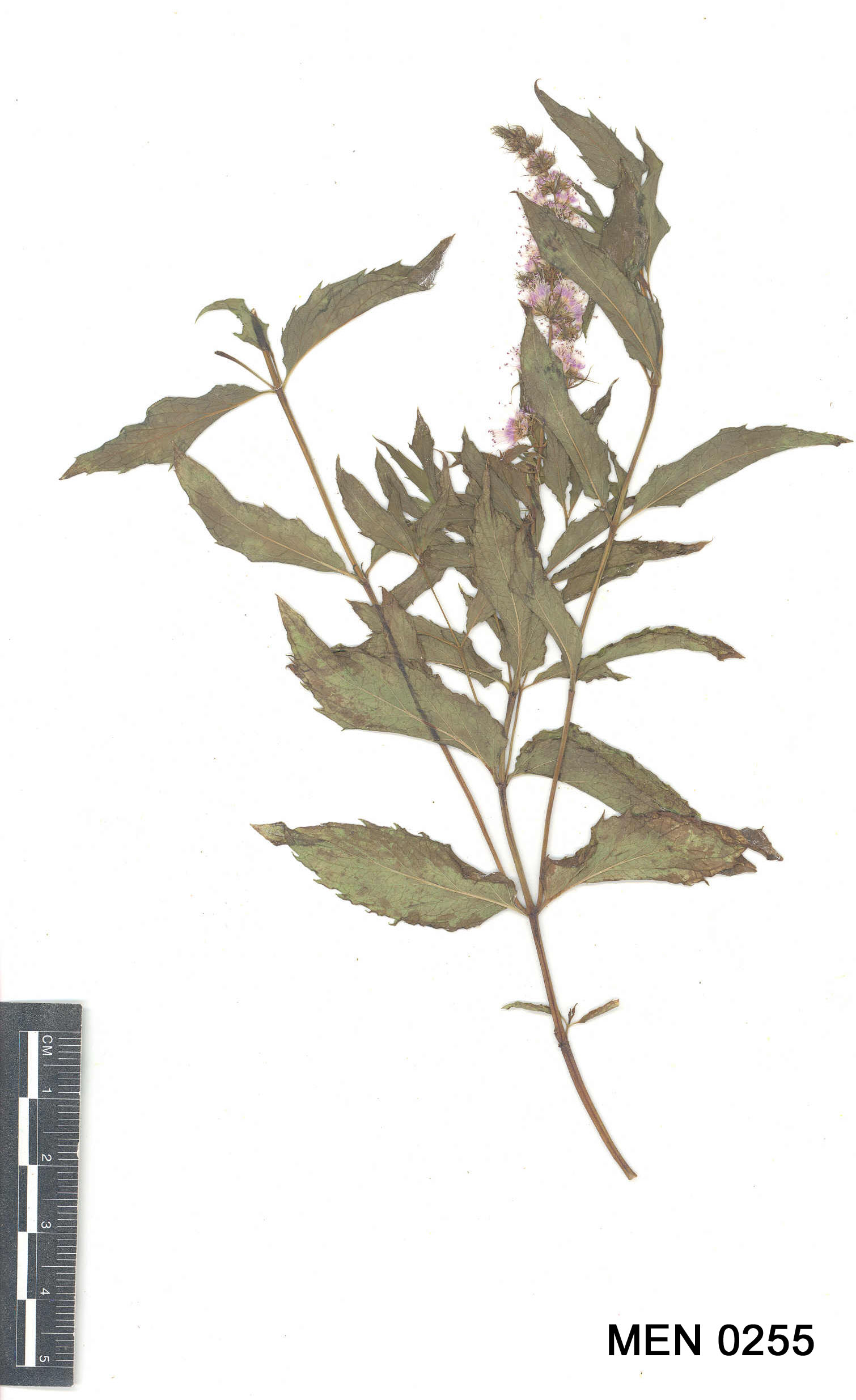 Click for 2 image(s) for this accession. Image
