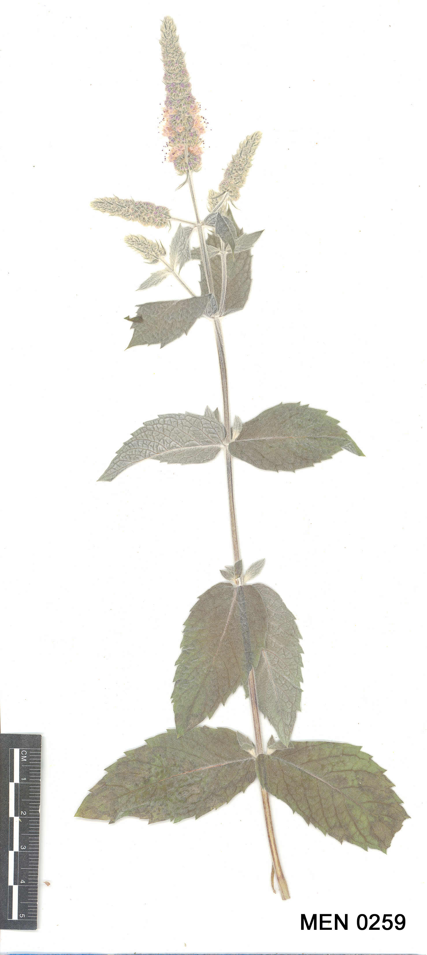 Click for 2 image(s) for this accession. Image
