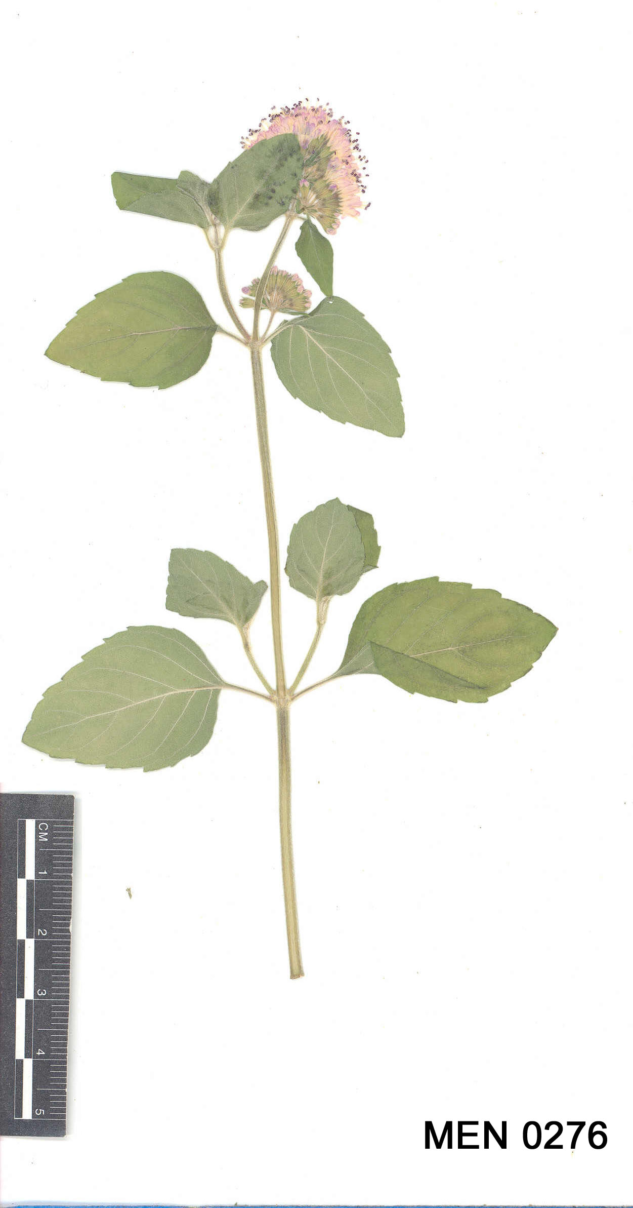 Click for 4 image(s) for this accession. Image