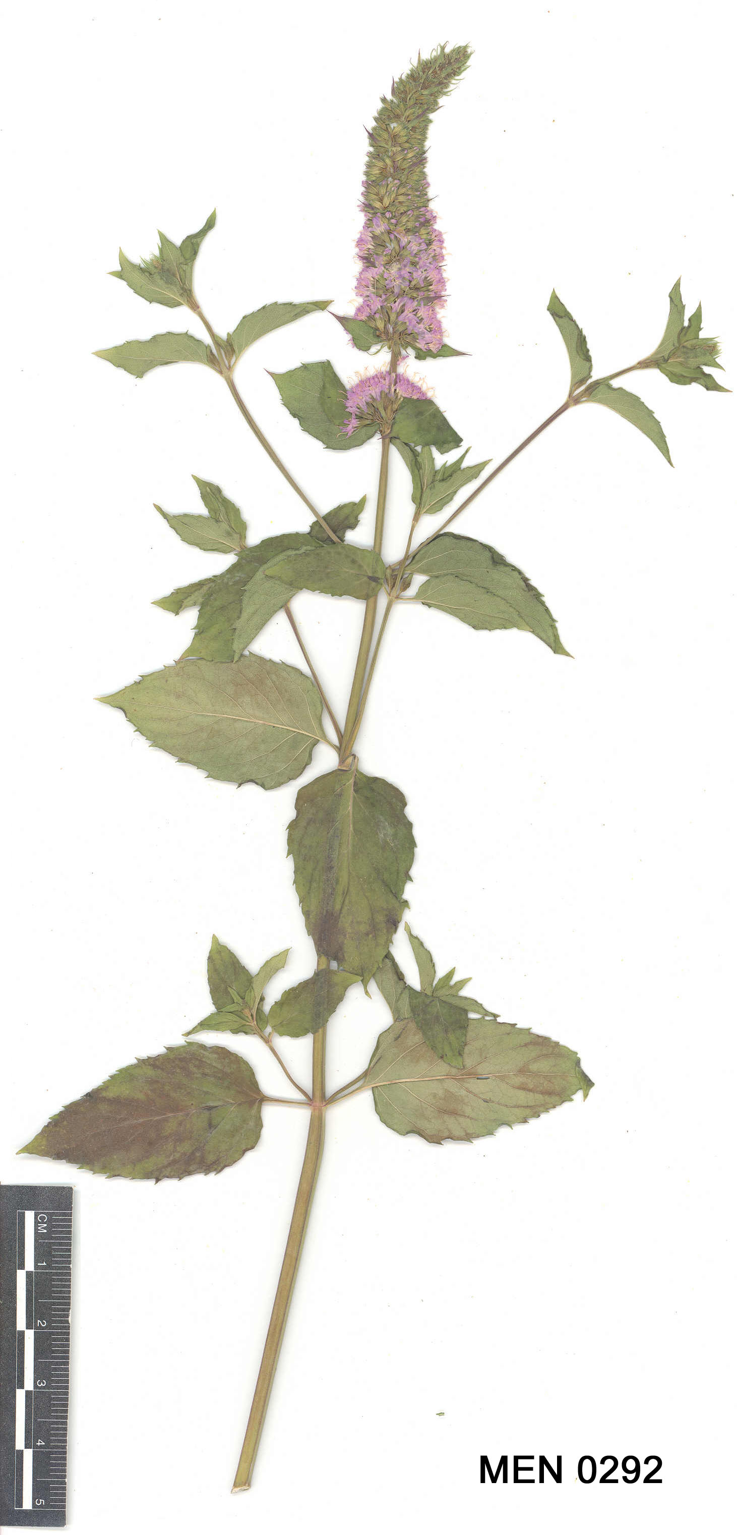 Click for 2 image(s) for this accession. Image