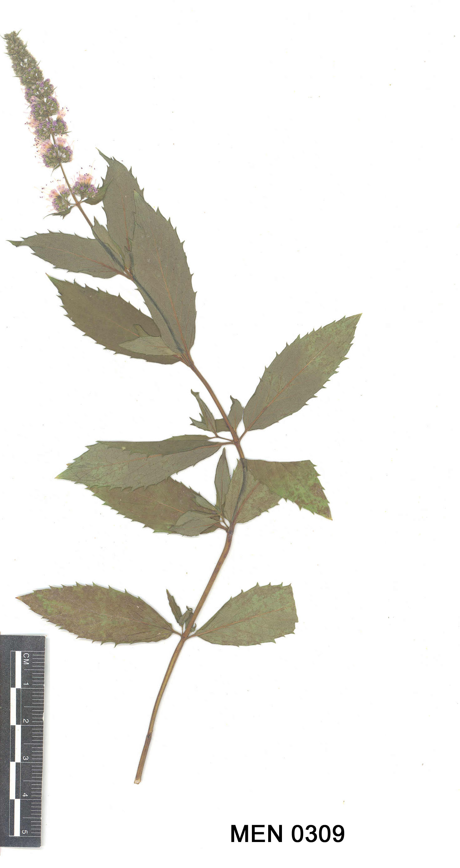 Click for 2 image(s) for this accession. Image