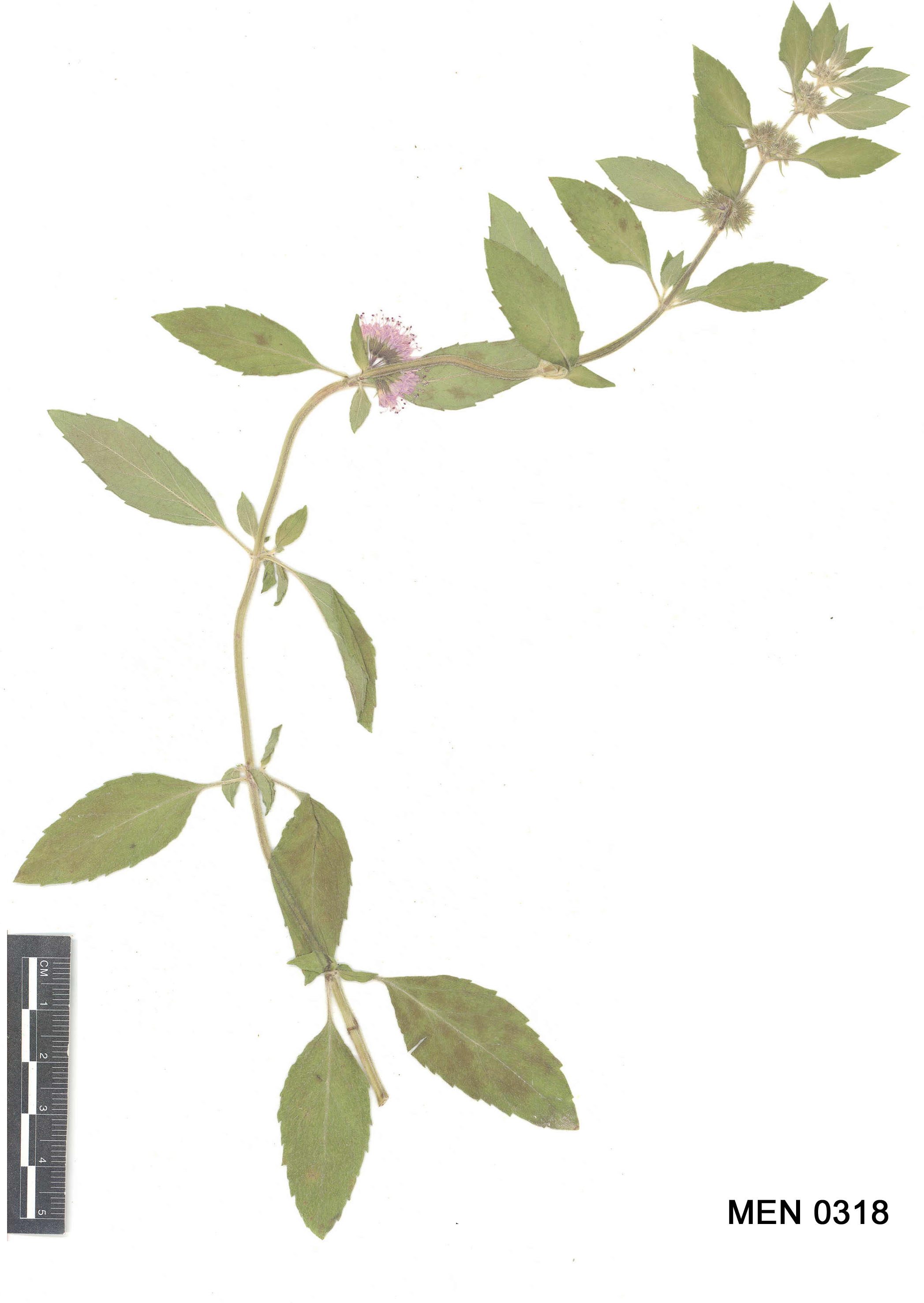 Click for 3 image(s) for this accession. Image