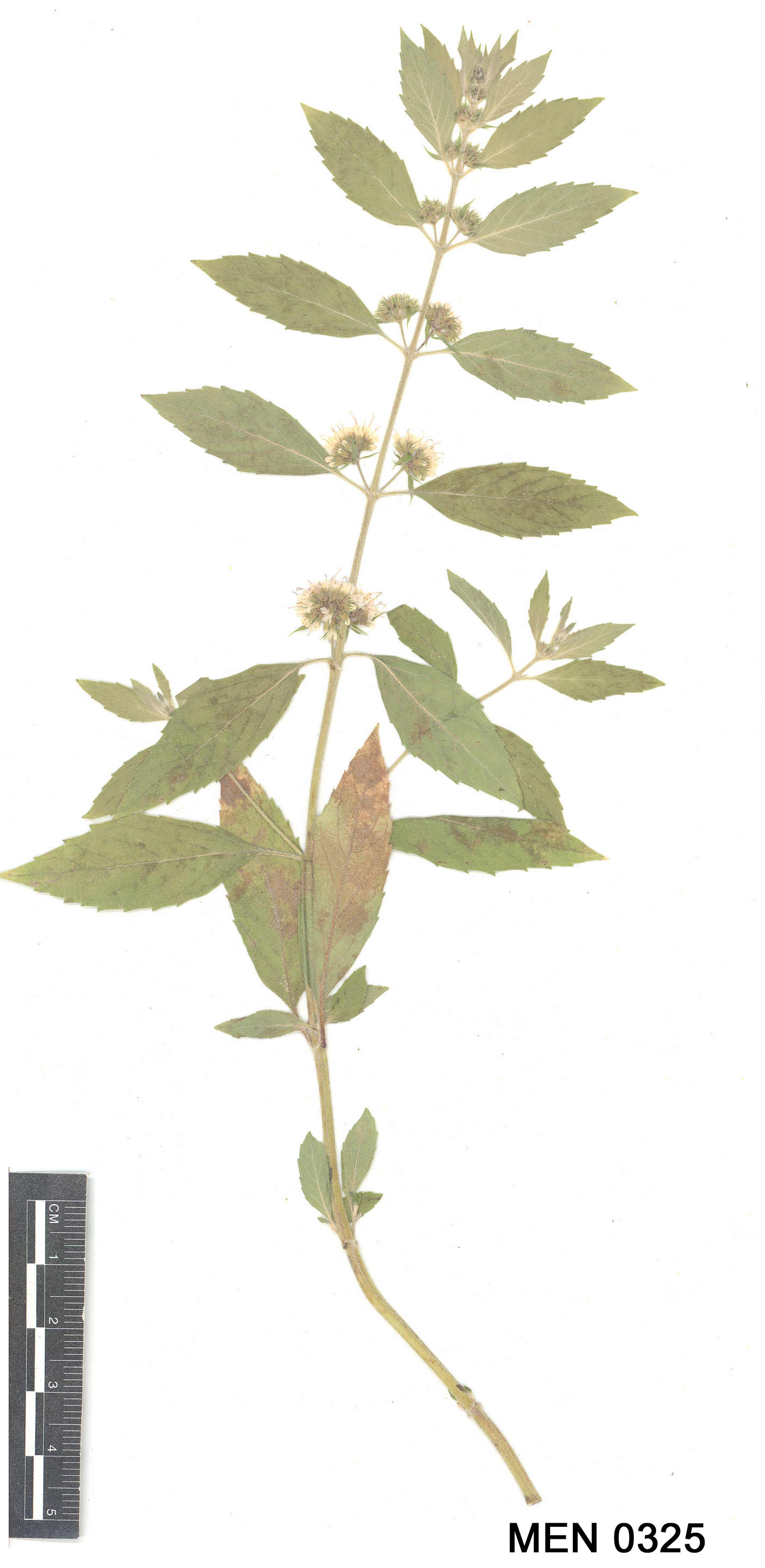 Click for 3 image(s) for this accession. Image