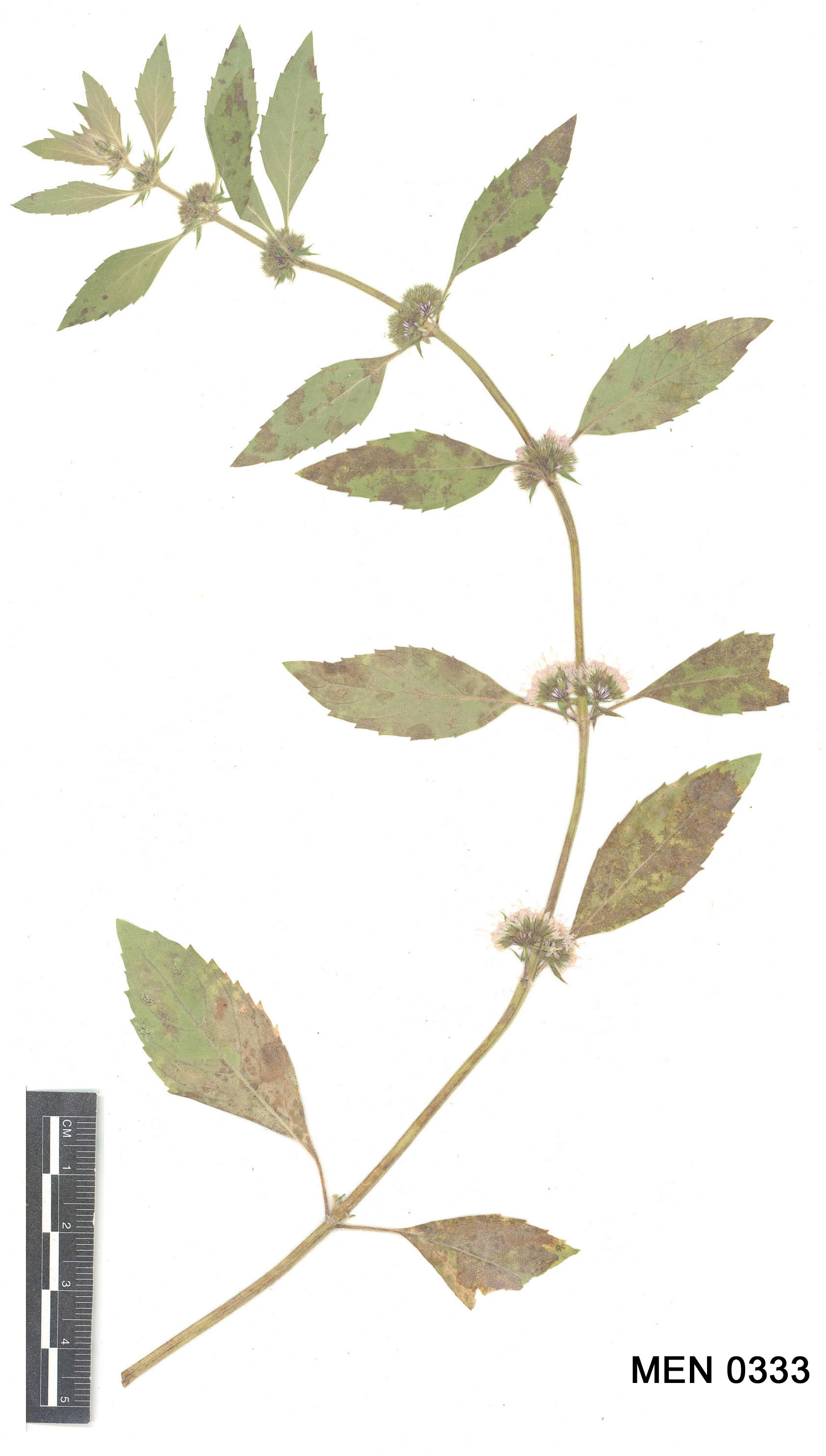 Click for 2 image(s) for this accession. Image