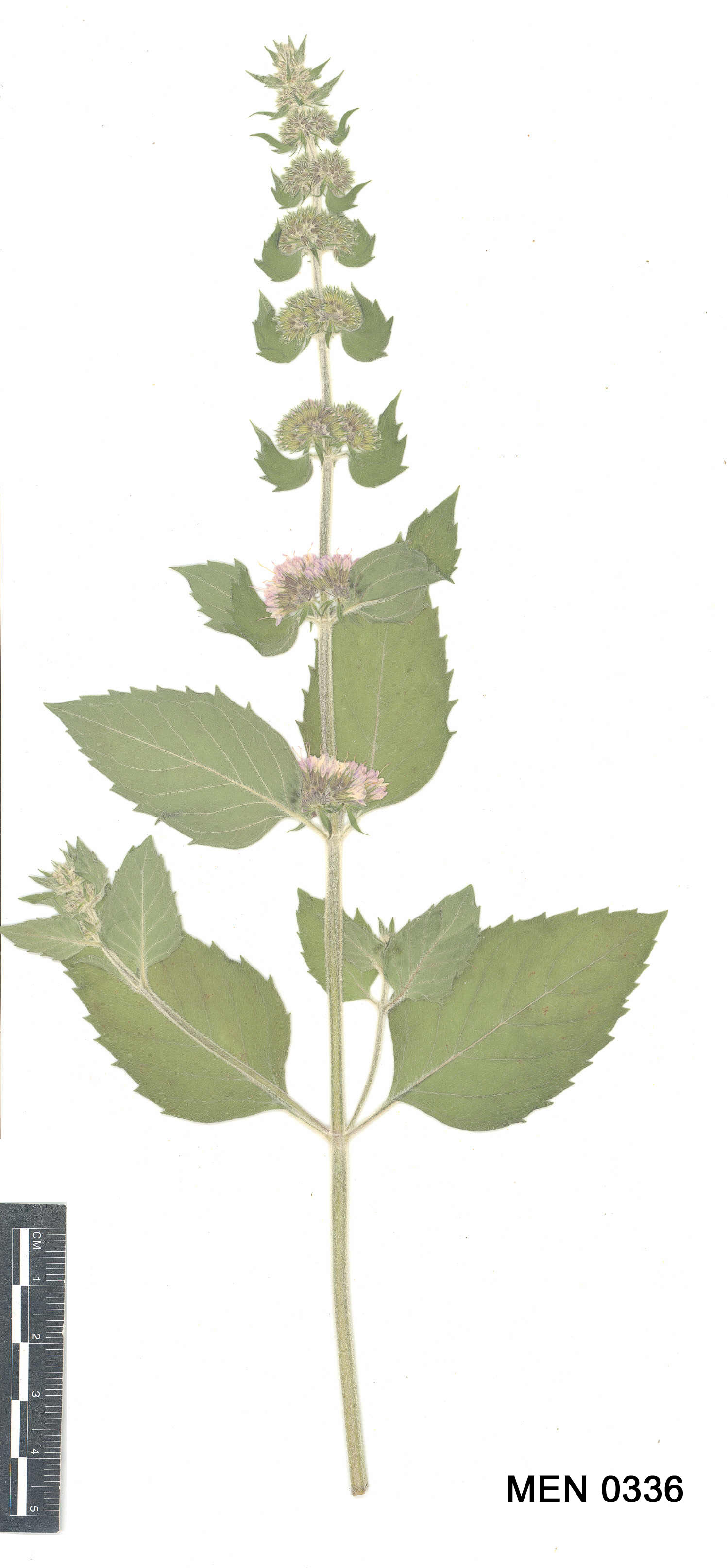 Click for 3 image(s) for this accession. Image