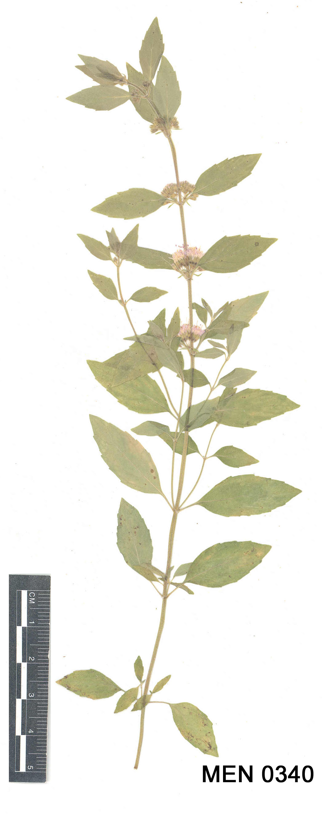 Click for 2 image(s) for this accession. Image