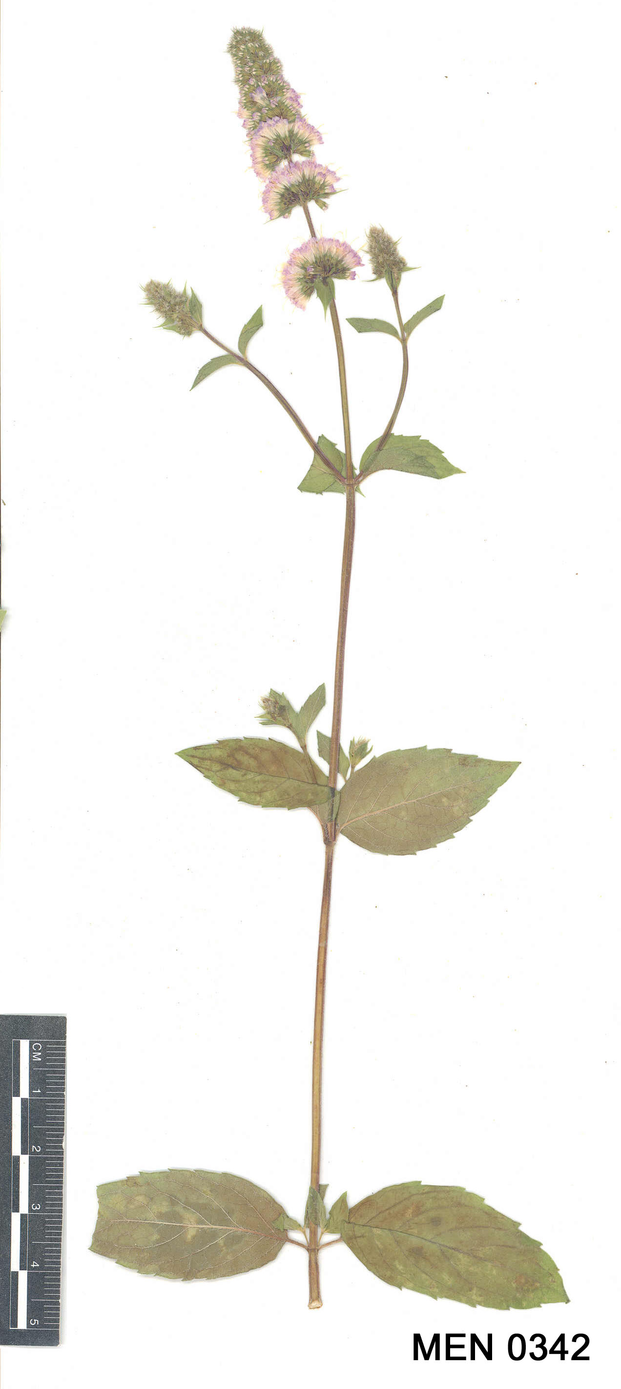 Click for 3 image(s) for this accession. Image