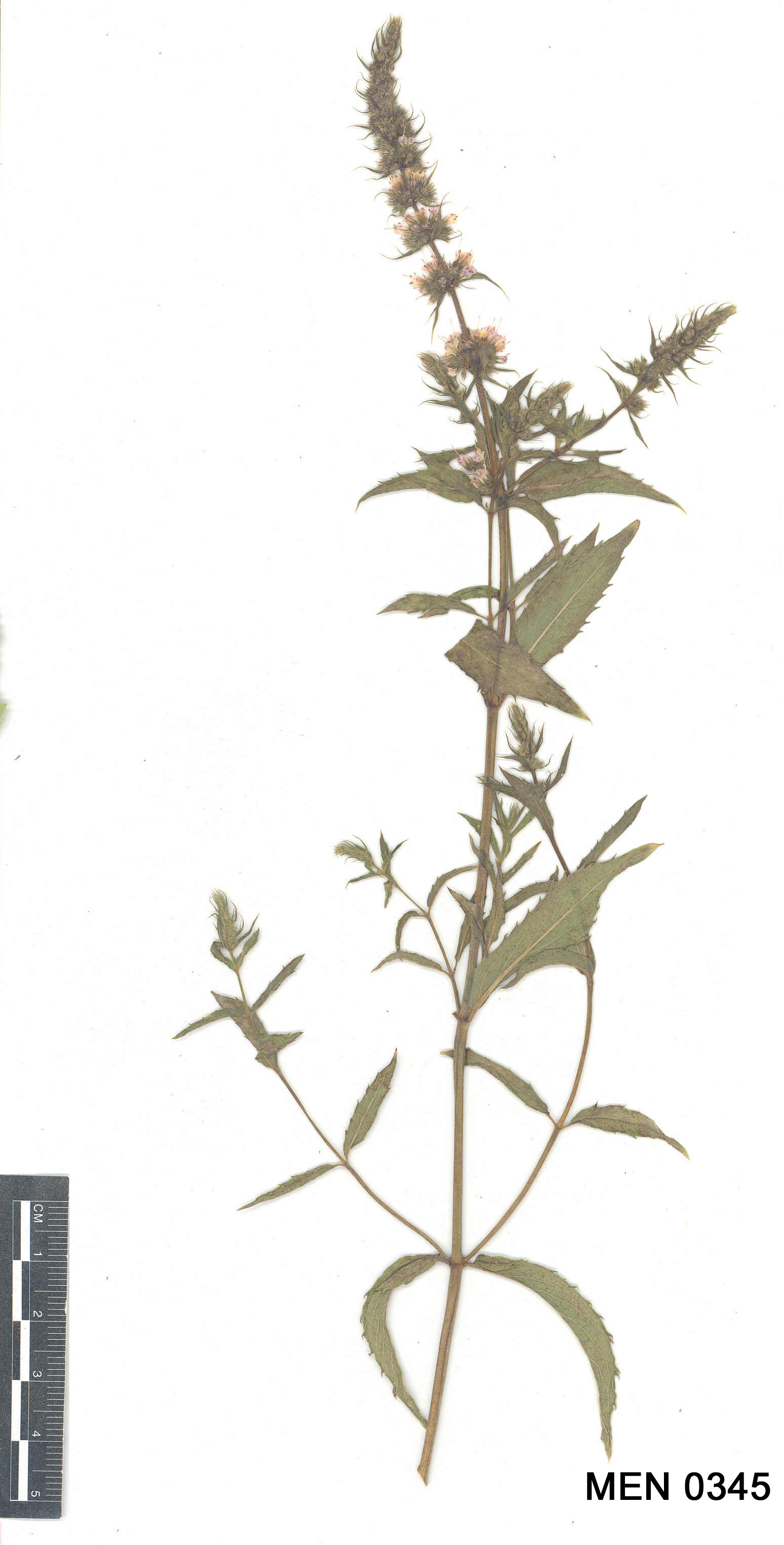 Click for 2 image(s) for this accession. Image