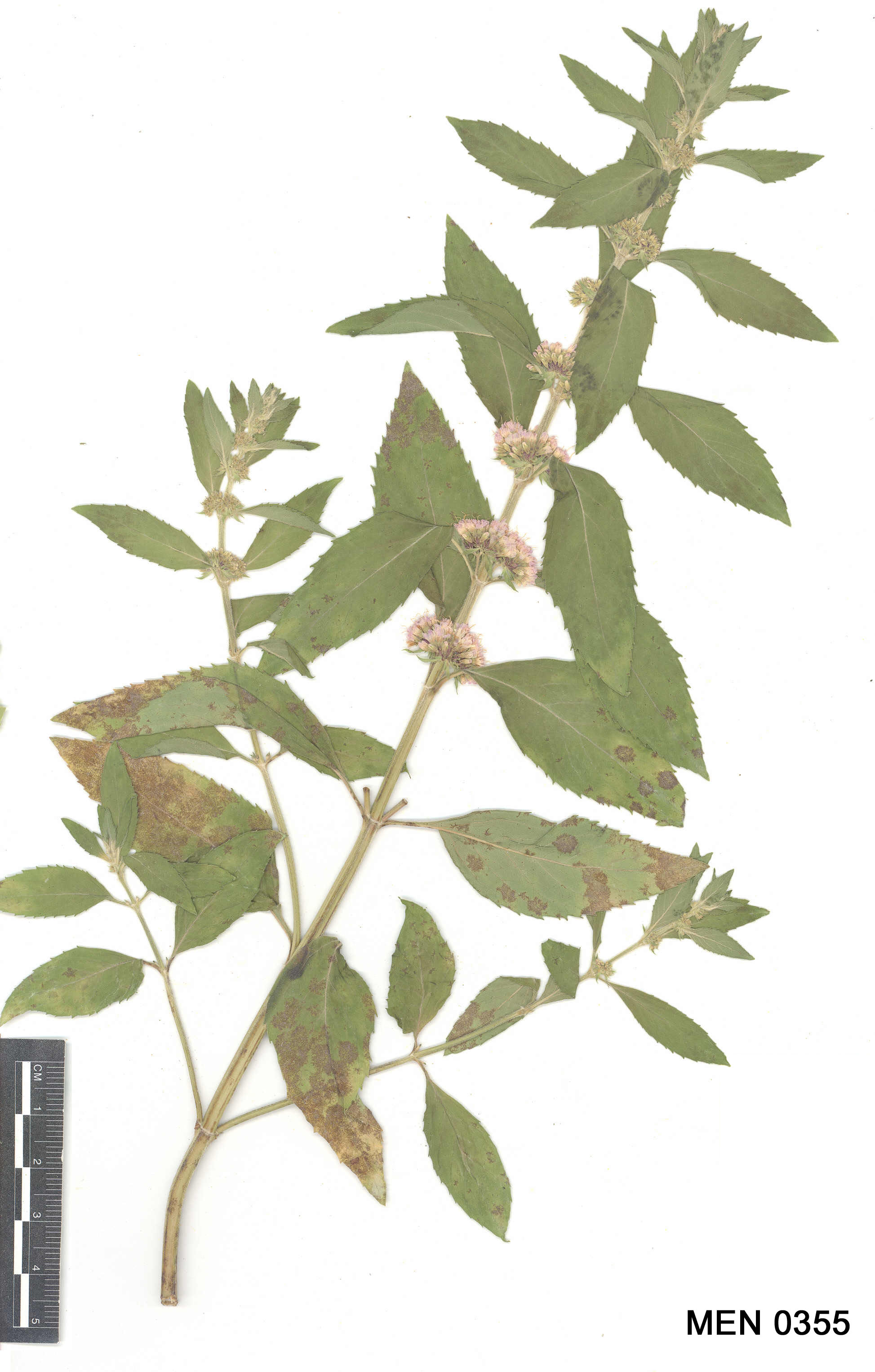 Click for 2 image(s) for this accession. Image
