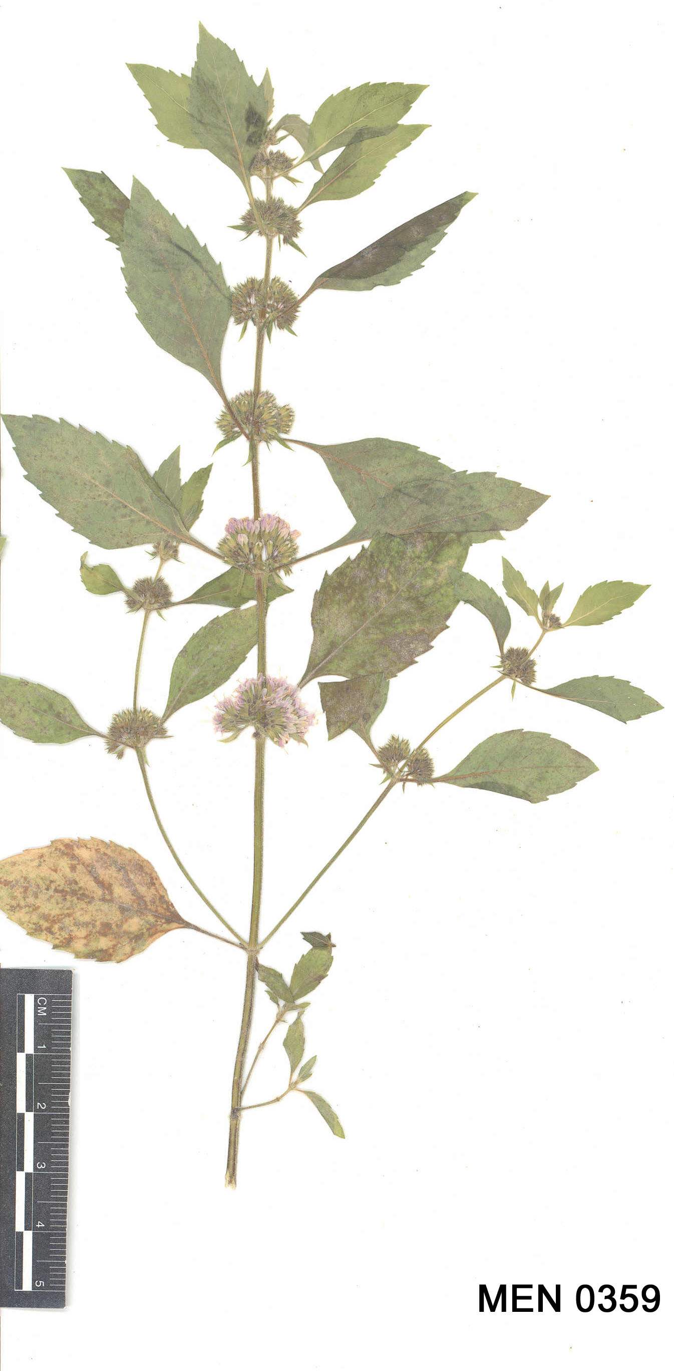 Click for 2 image(s) for this accession. Image
