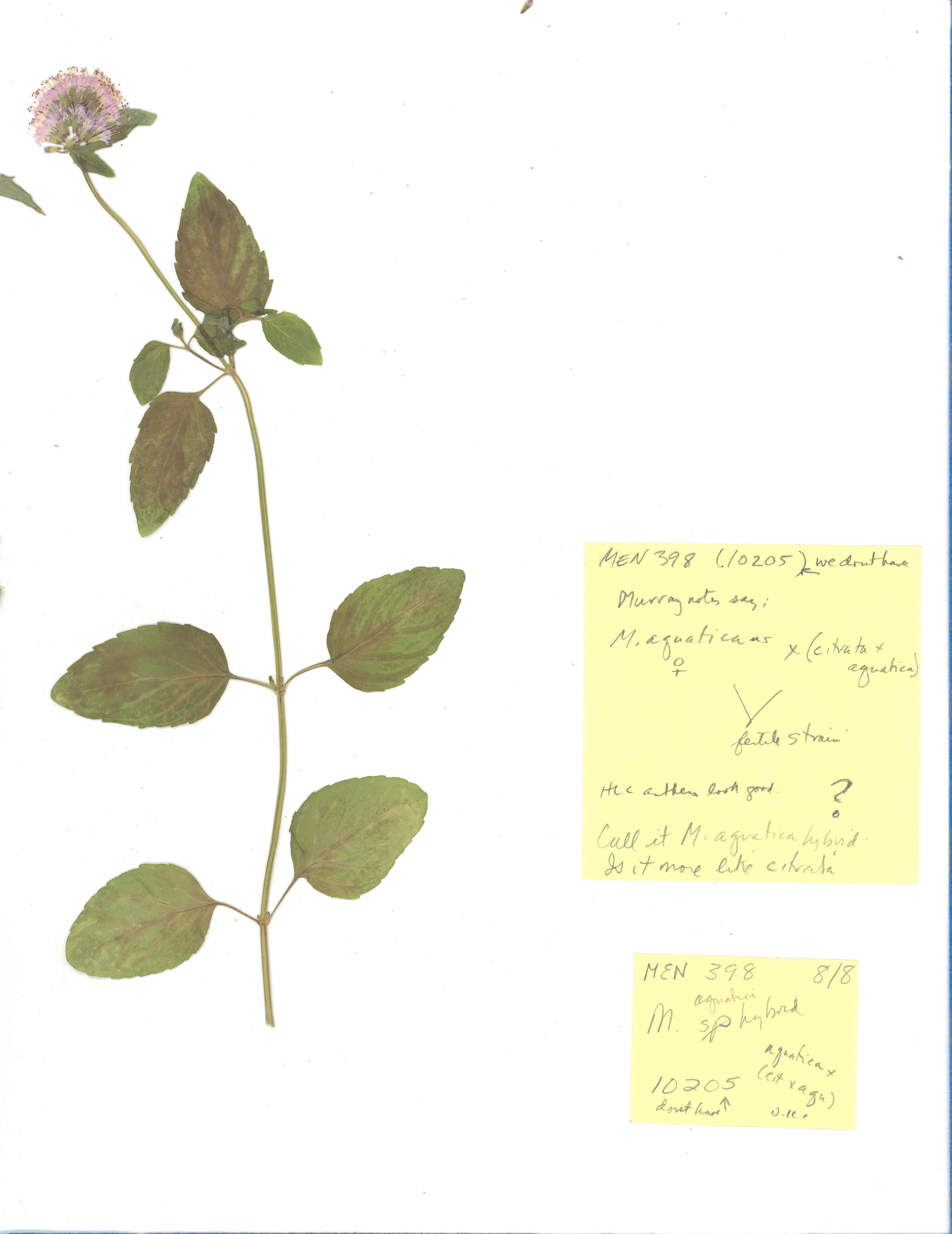 Click for 2 image(s) for this accession. Image