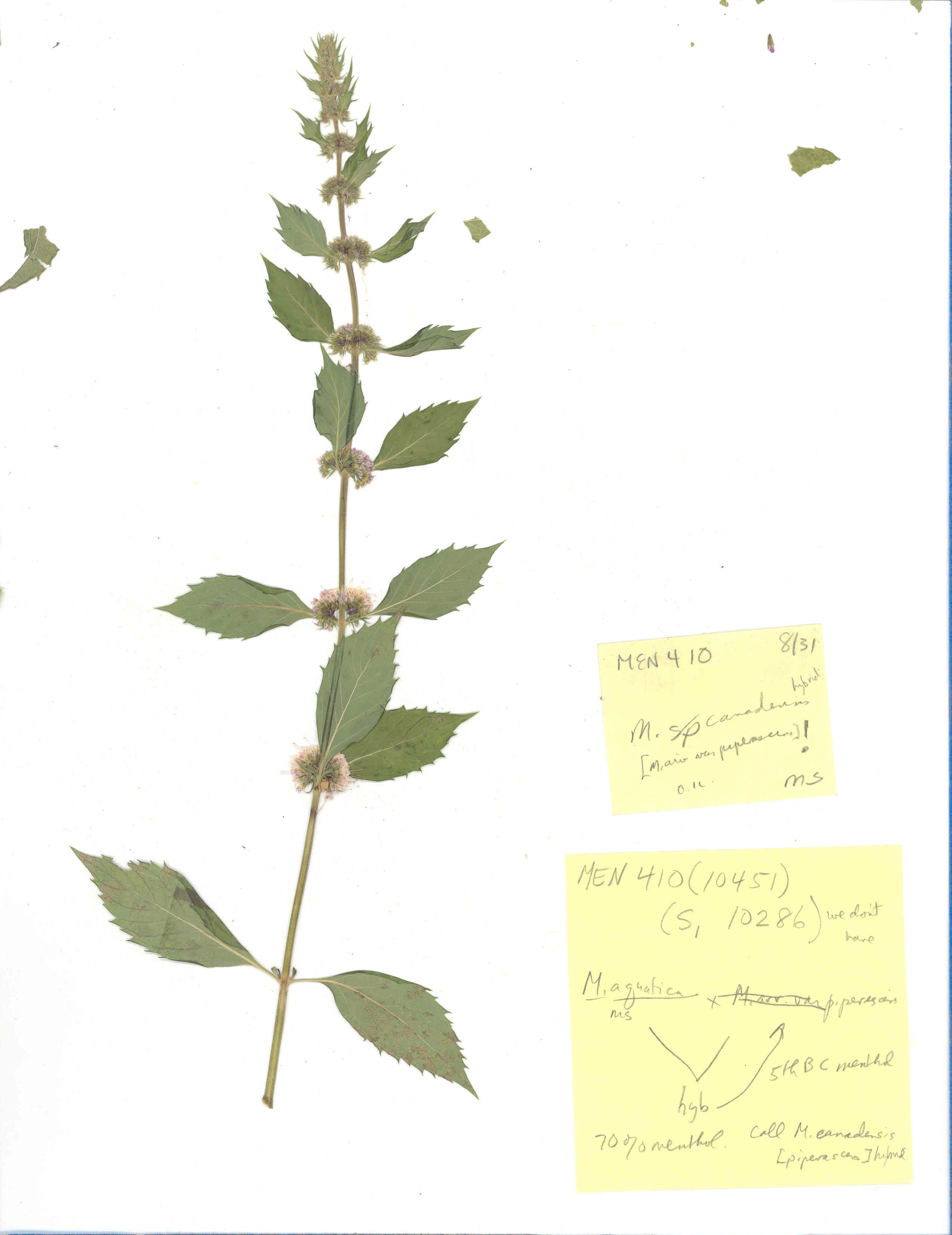 Click for 2 image(s) for this accession. Image