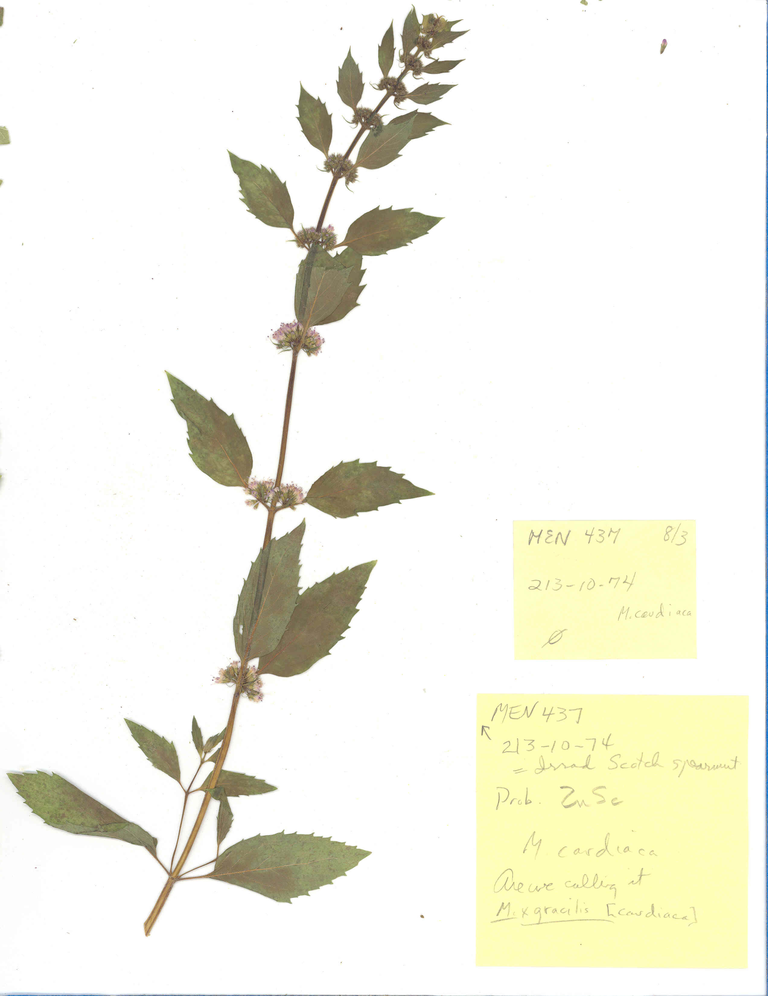 Click for 2 image(s) for this accession. Image