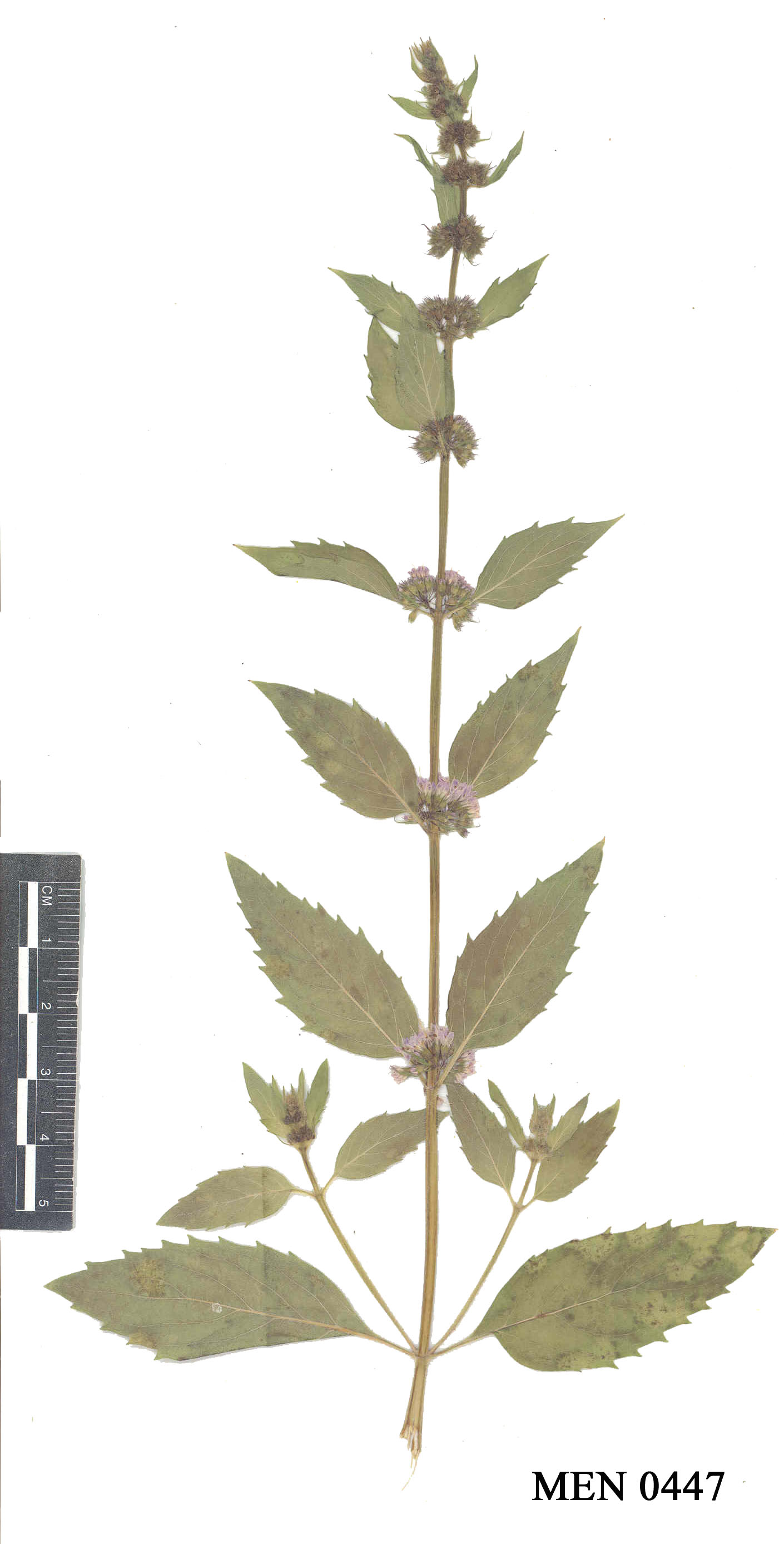 Click for 2 image(s) for this accession. Image