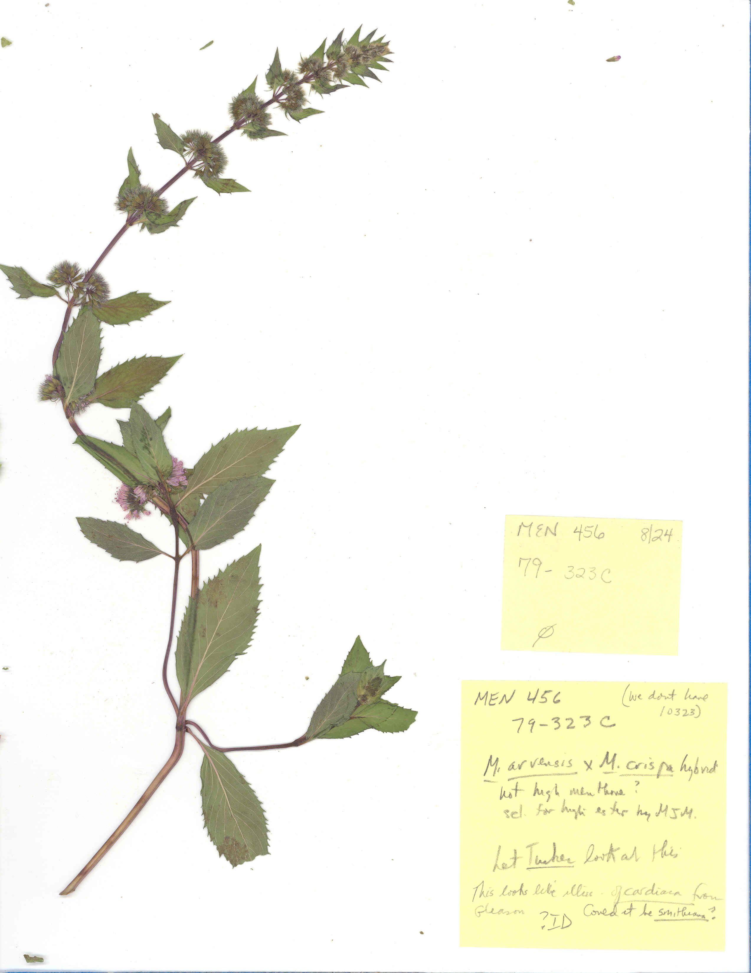 Click for 2 image(s) for this accession. Image