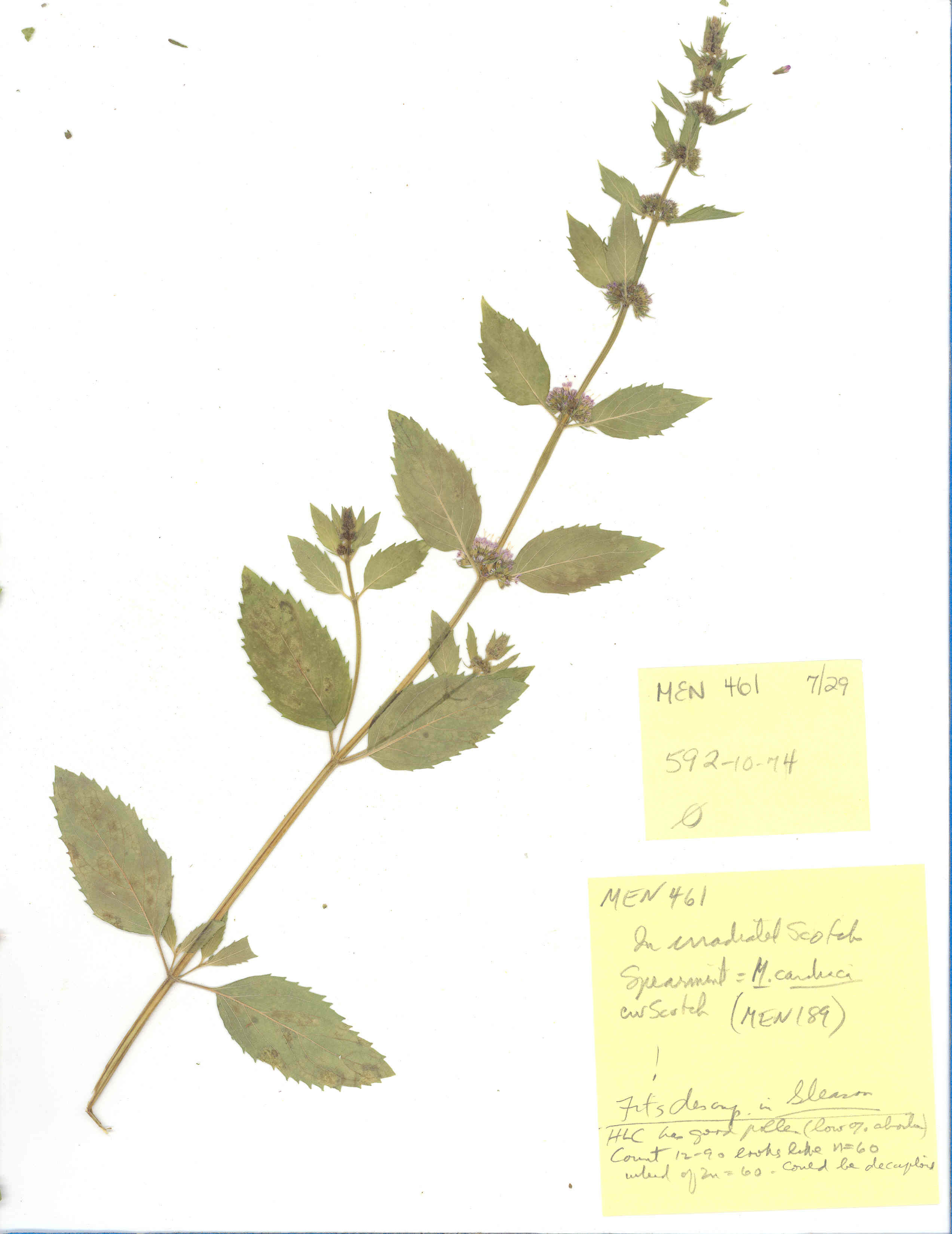 Click for 2 image(s) for this accession. Image