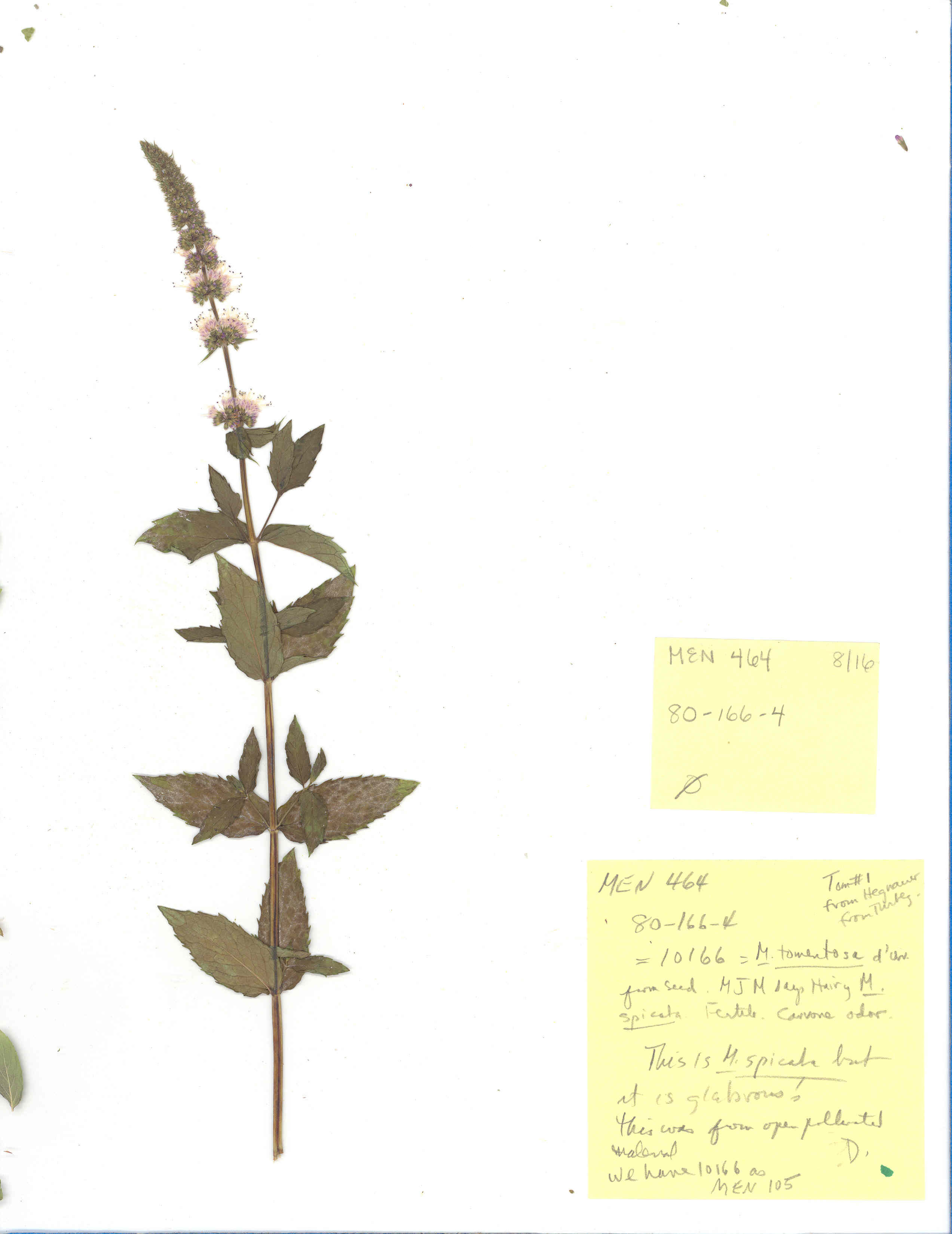 Click for 2 image(s) for this accession. Image