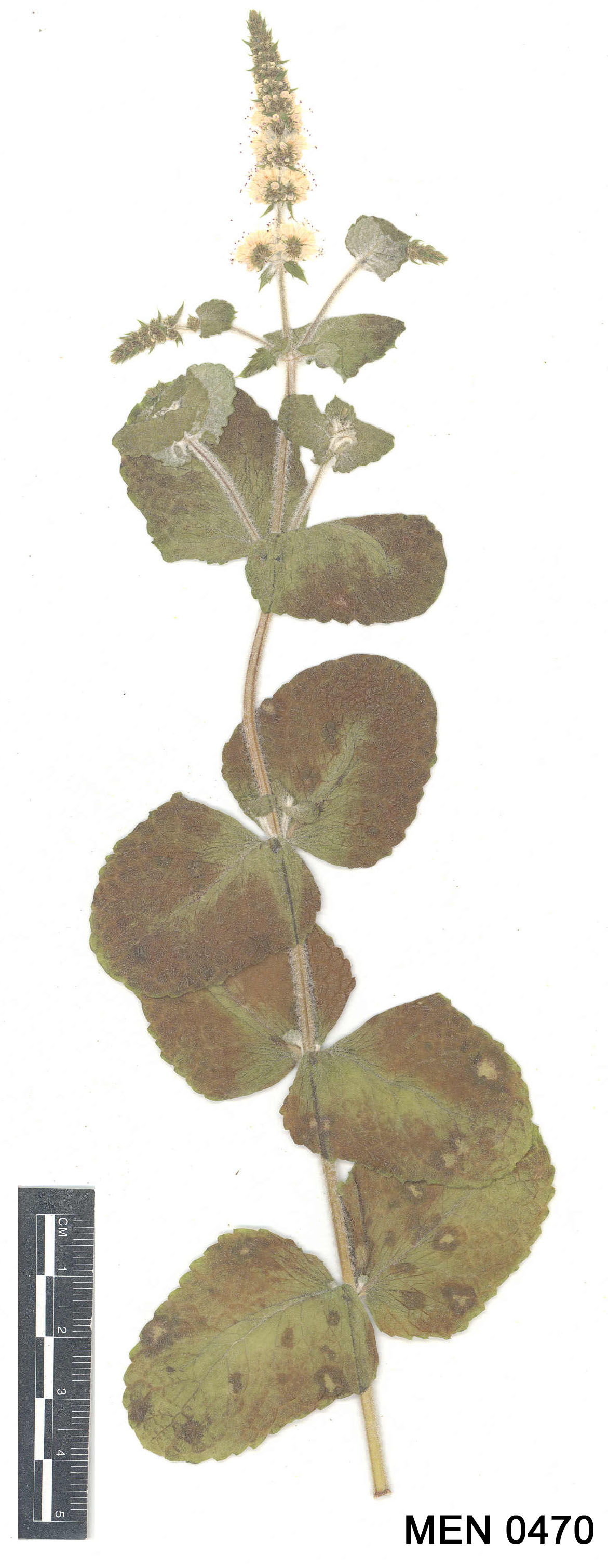 Click for 2 image(s) for this accession. Image
