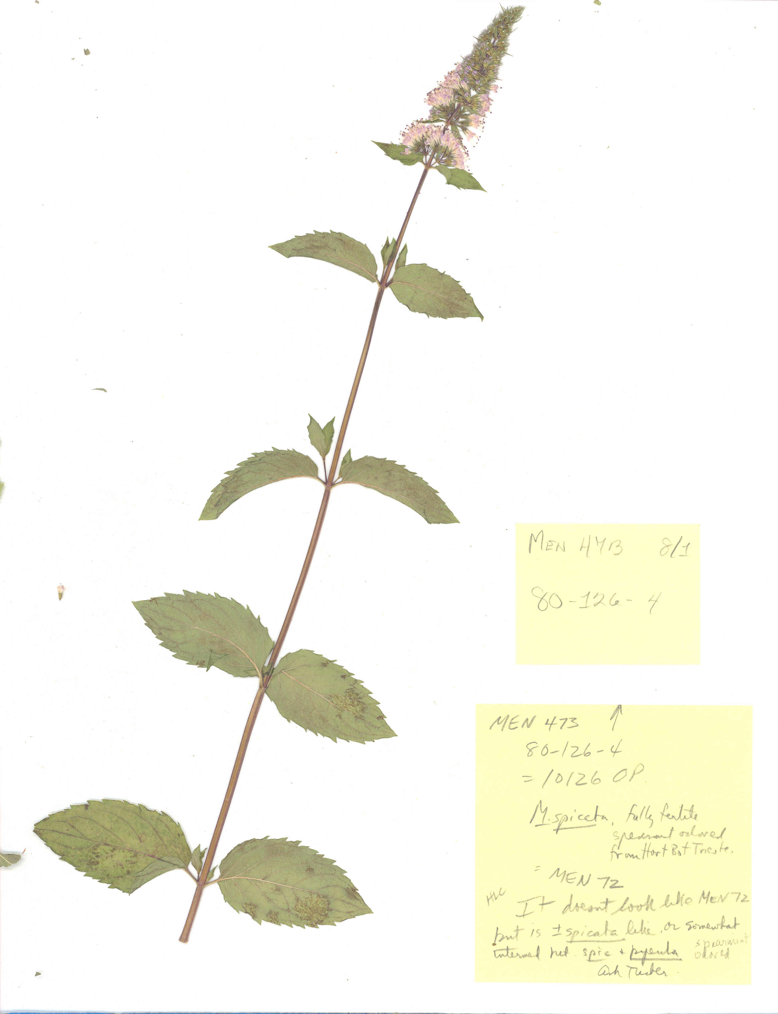 Click for 2 image(s) for this accession. Image