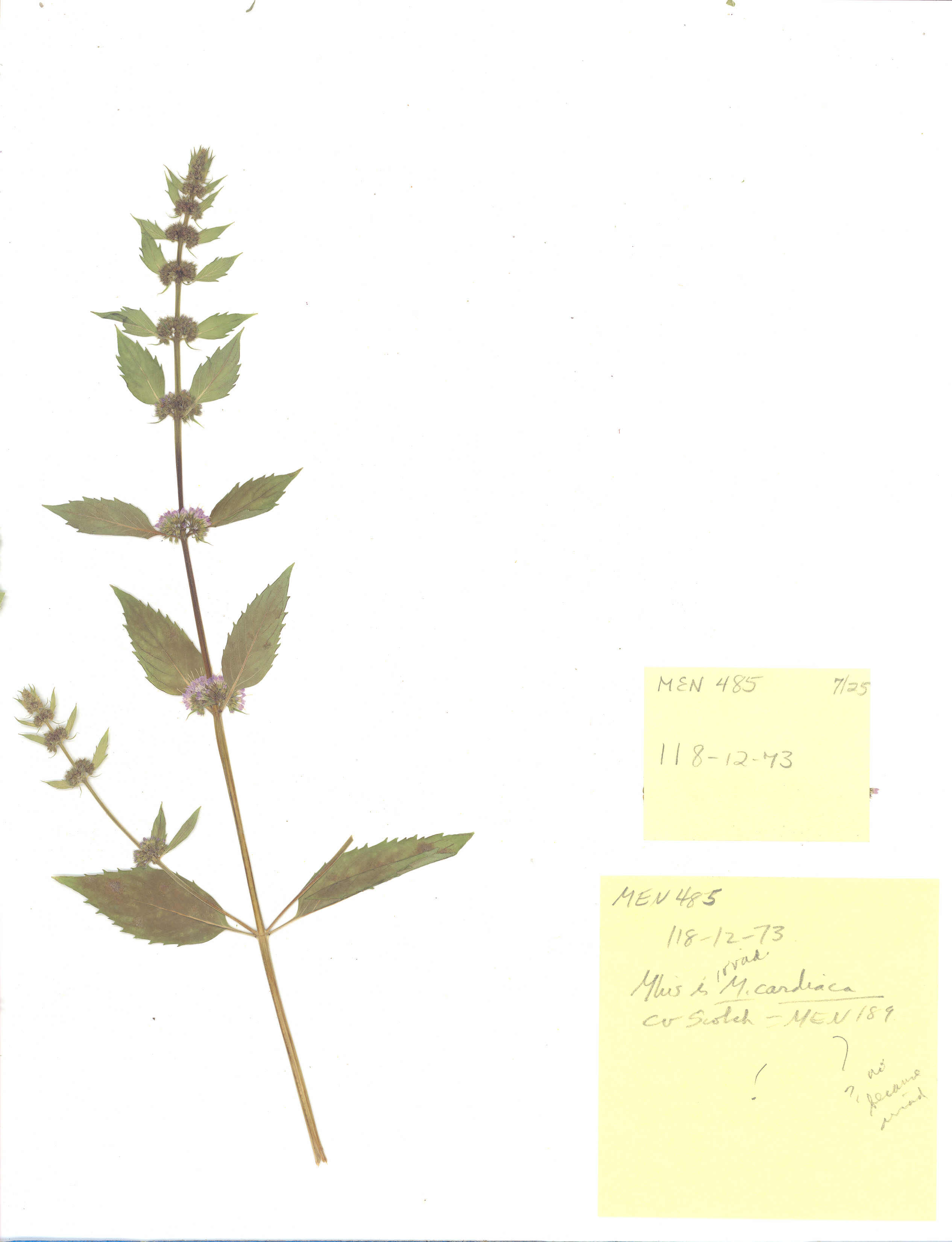 Click for 2 image(s) for this accession. Image