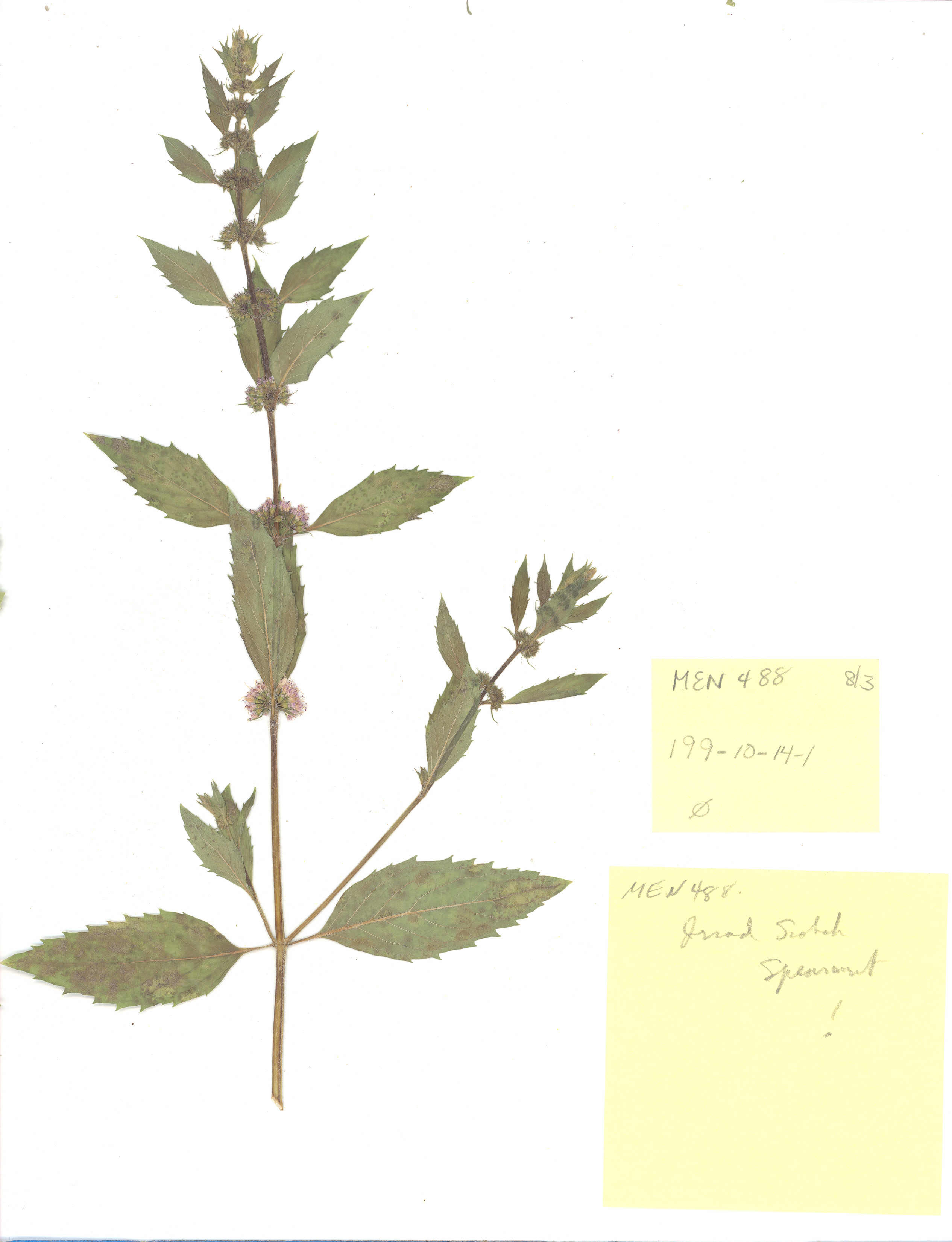 Click for 2 image(s) for this accession. Image