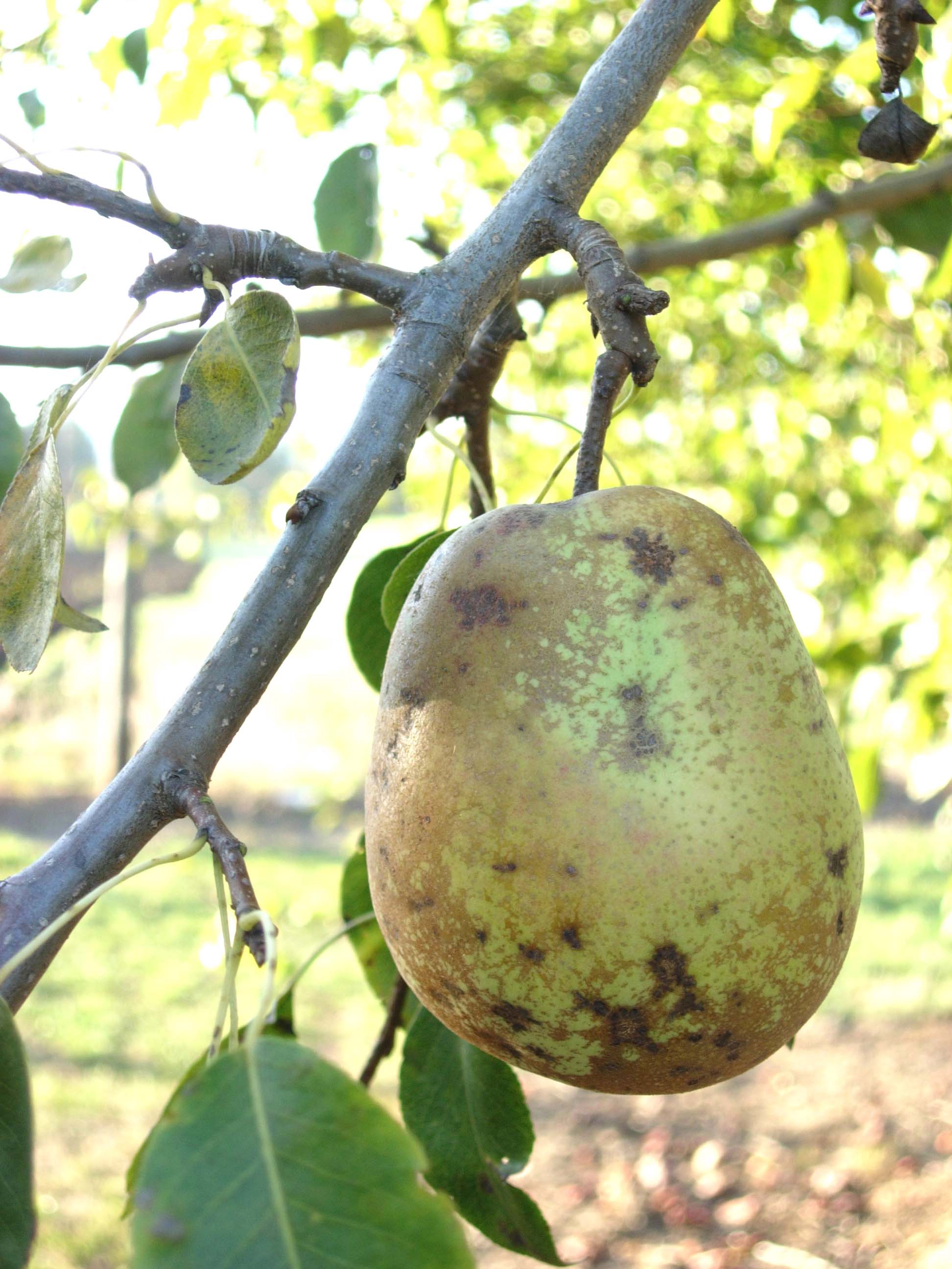 FRUIT