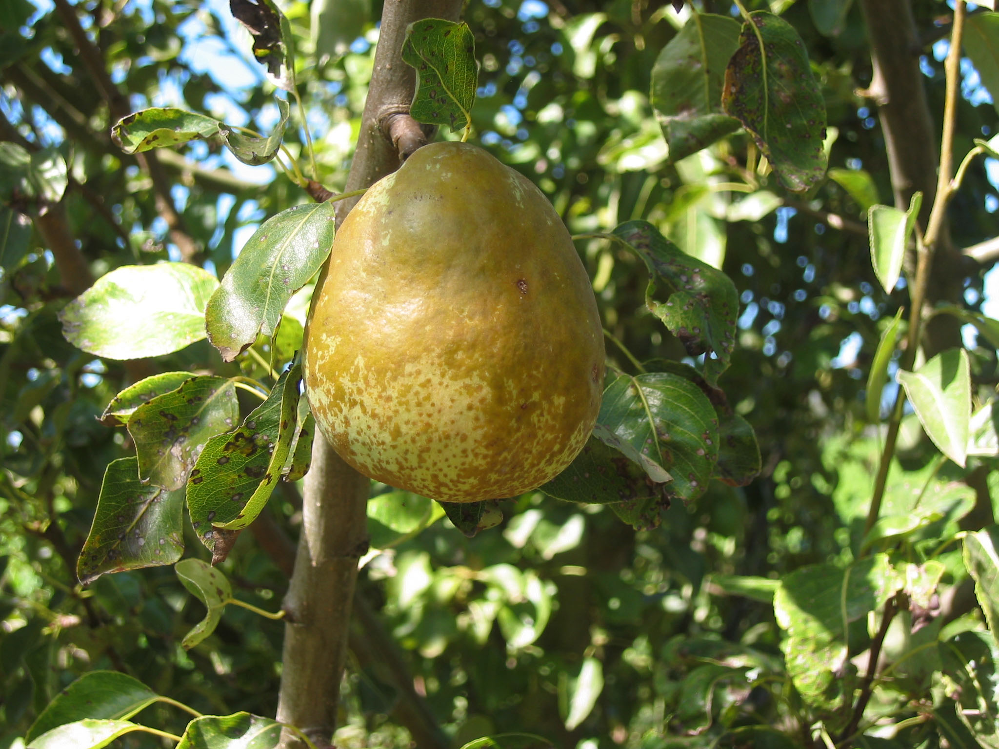 FRUIT