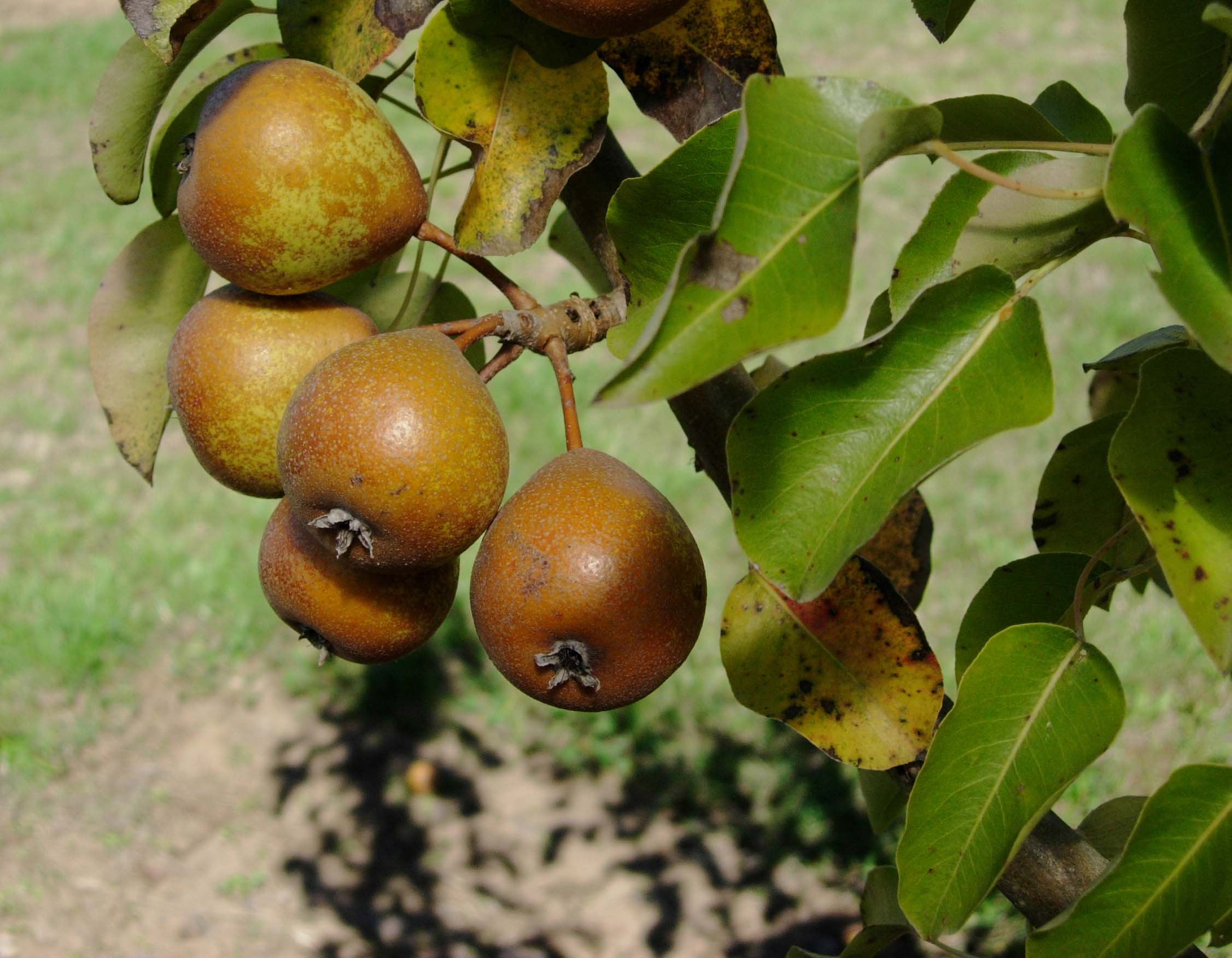 FRUIT