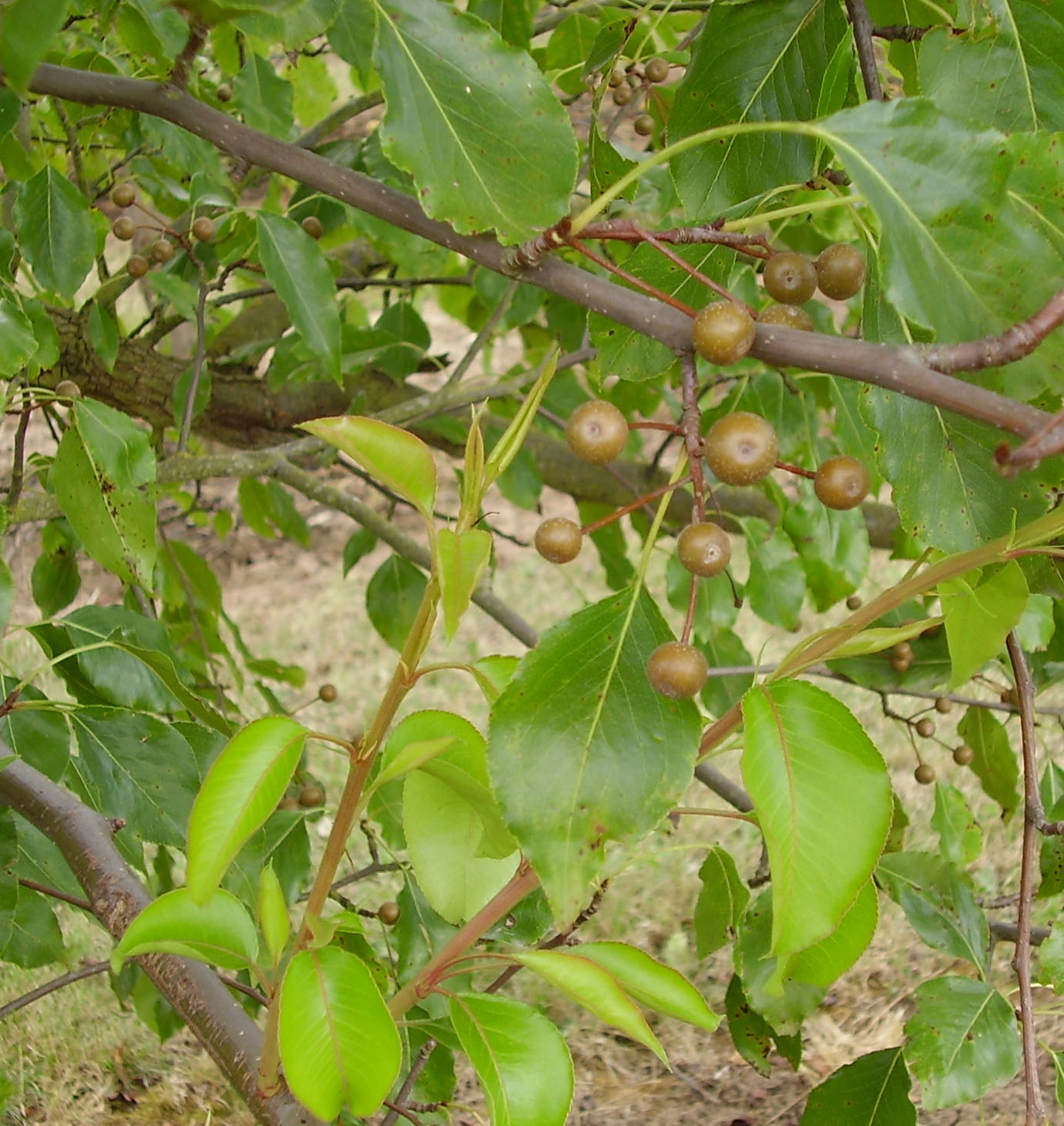 FRUIT