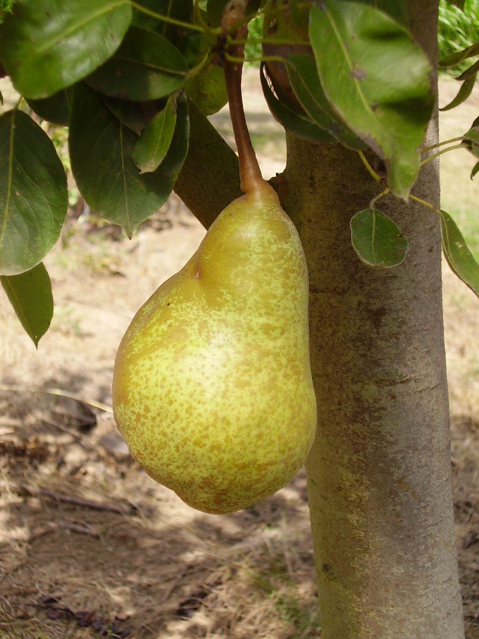 FRUIT