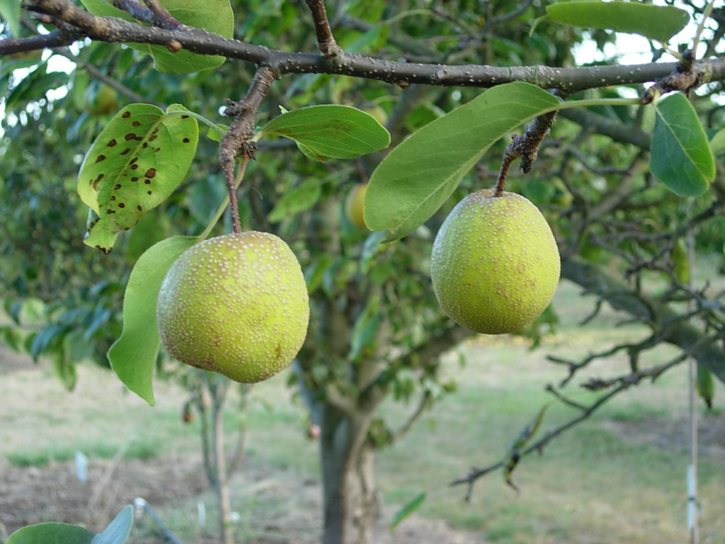 FRUIT