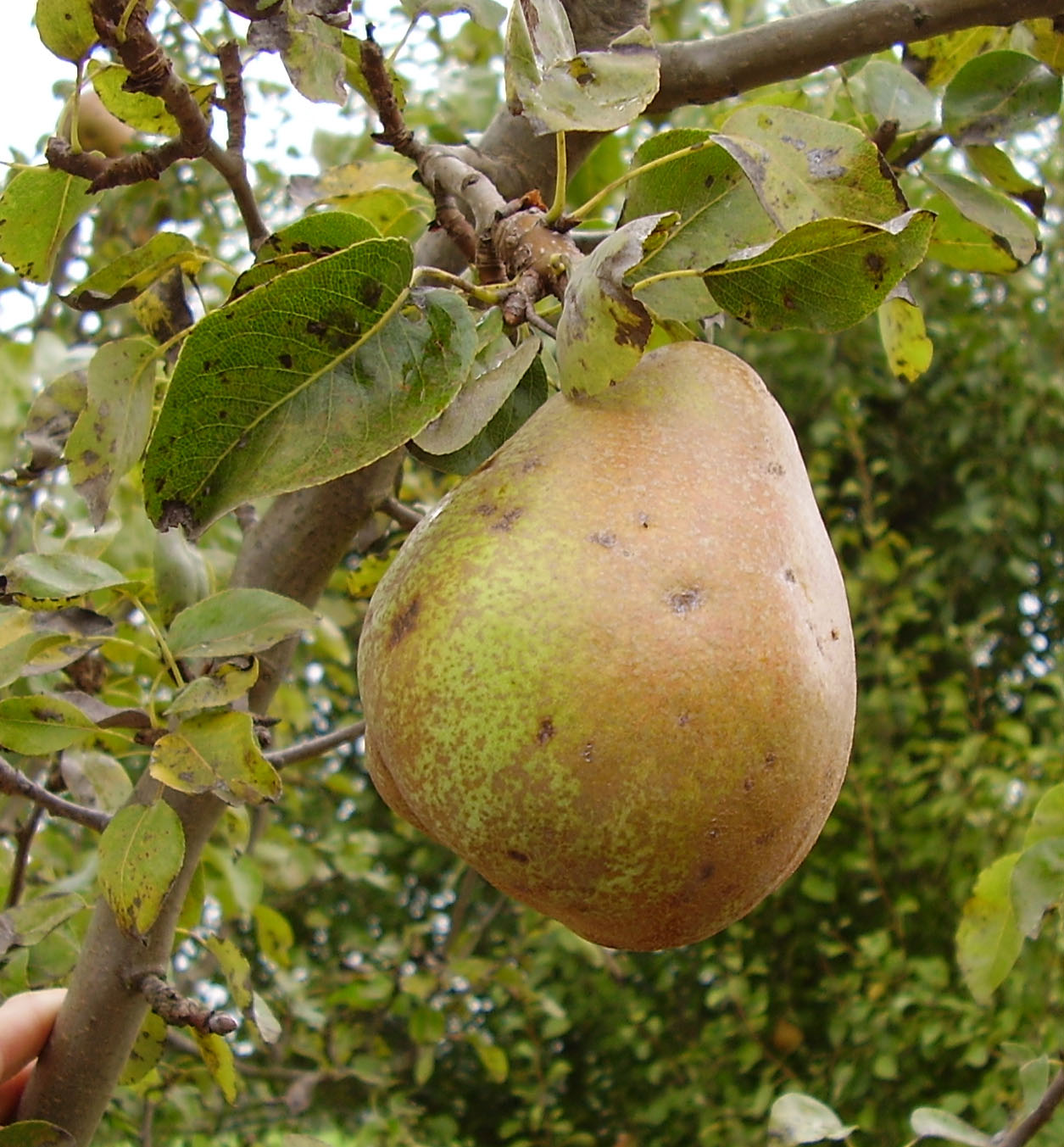 FRUIT