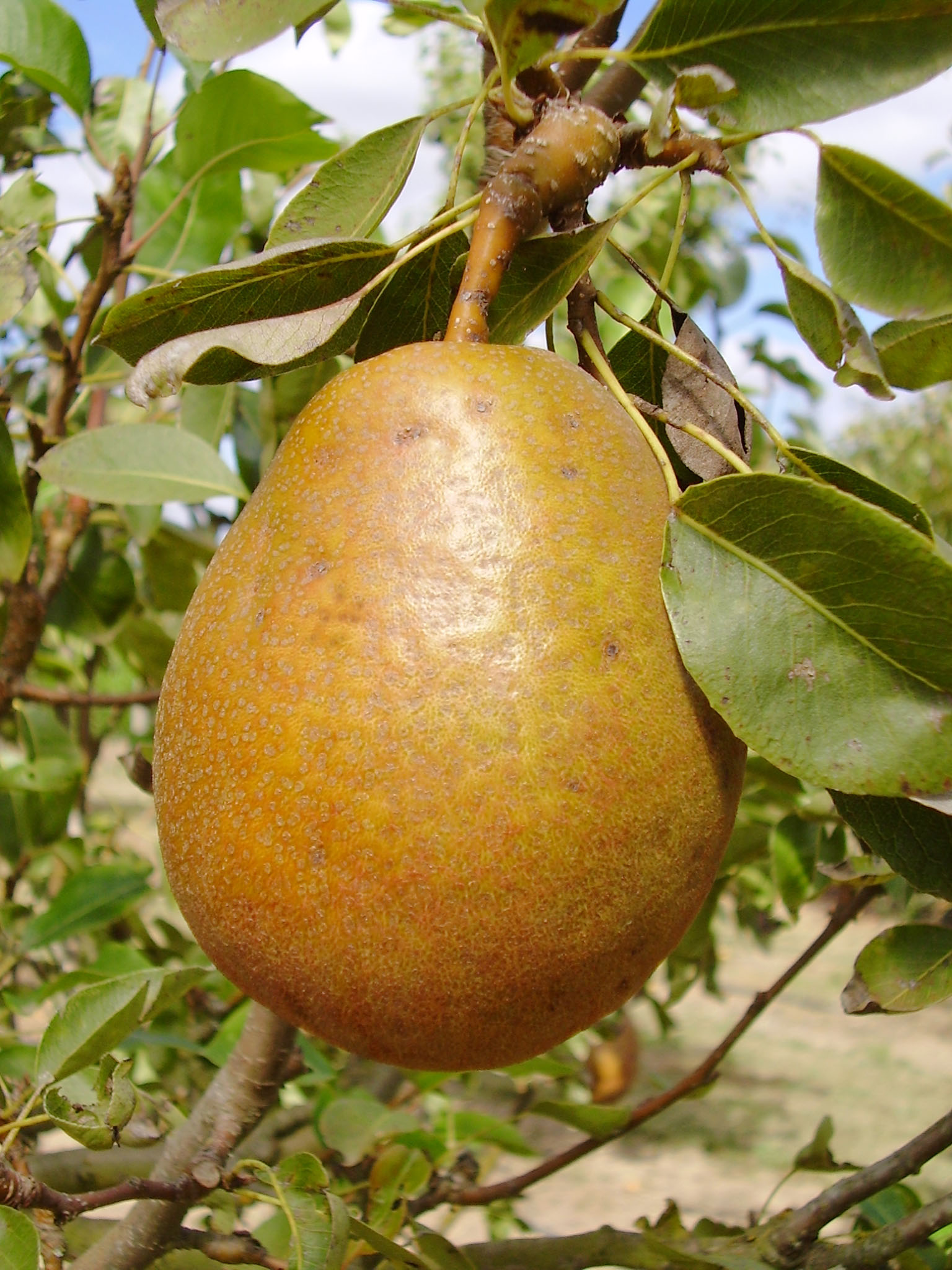 FRUIT