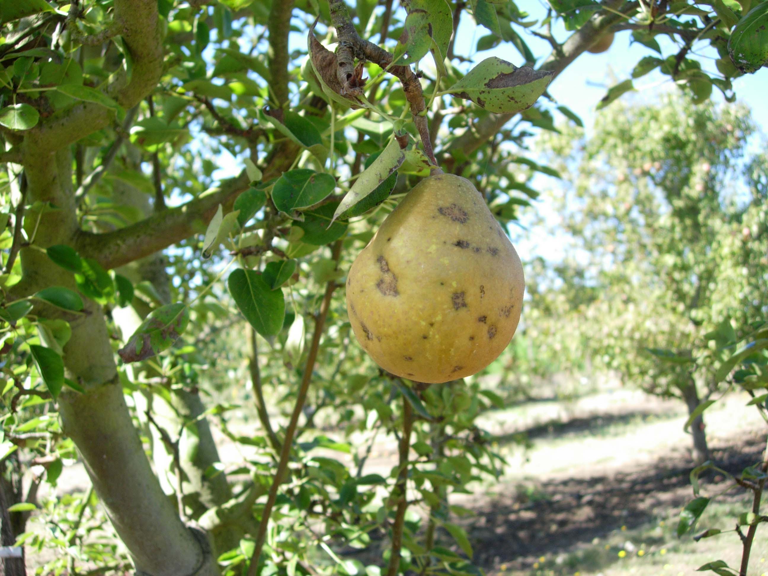 FRUIT