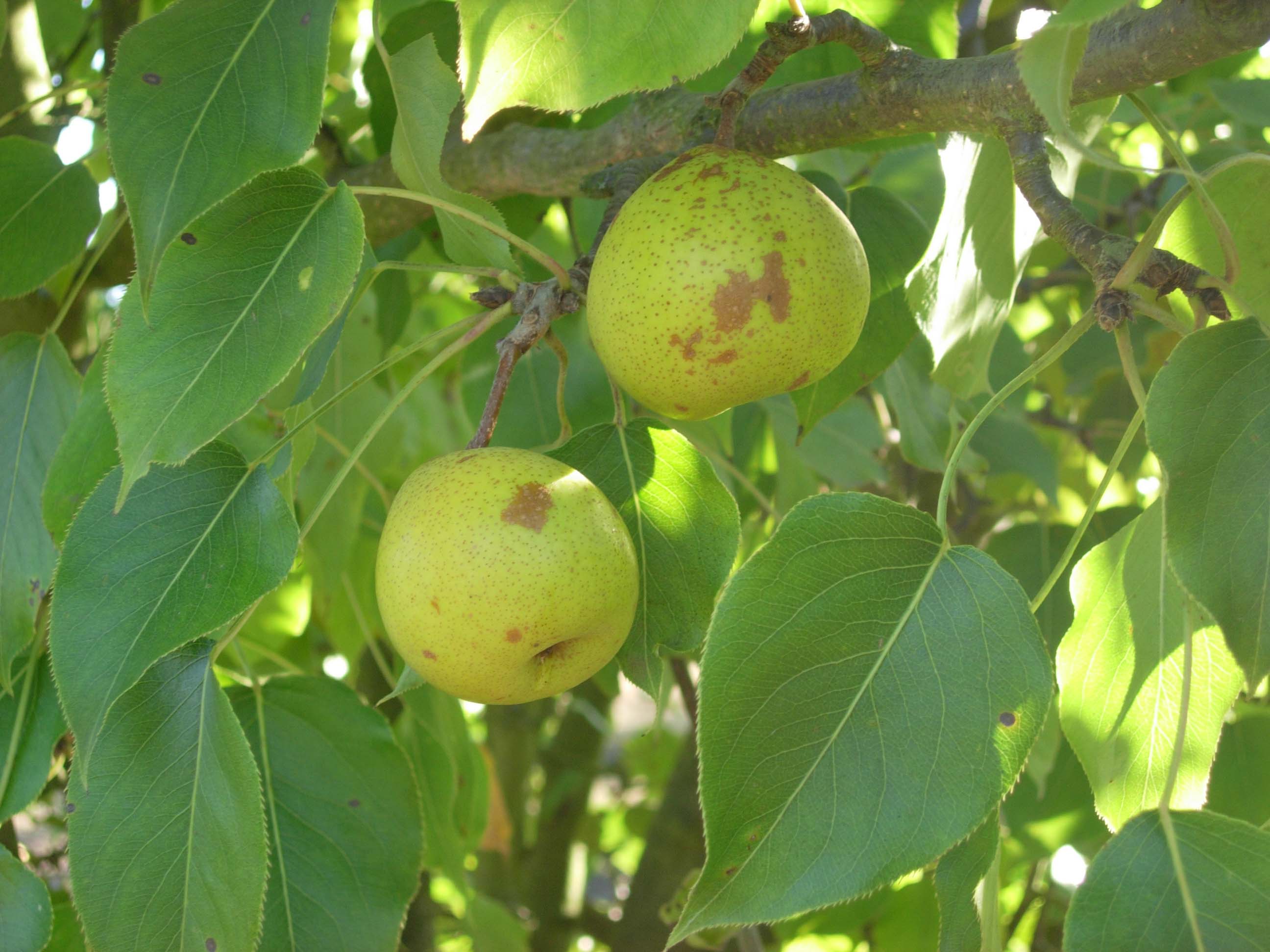 FRUIT