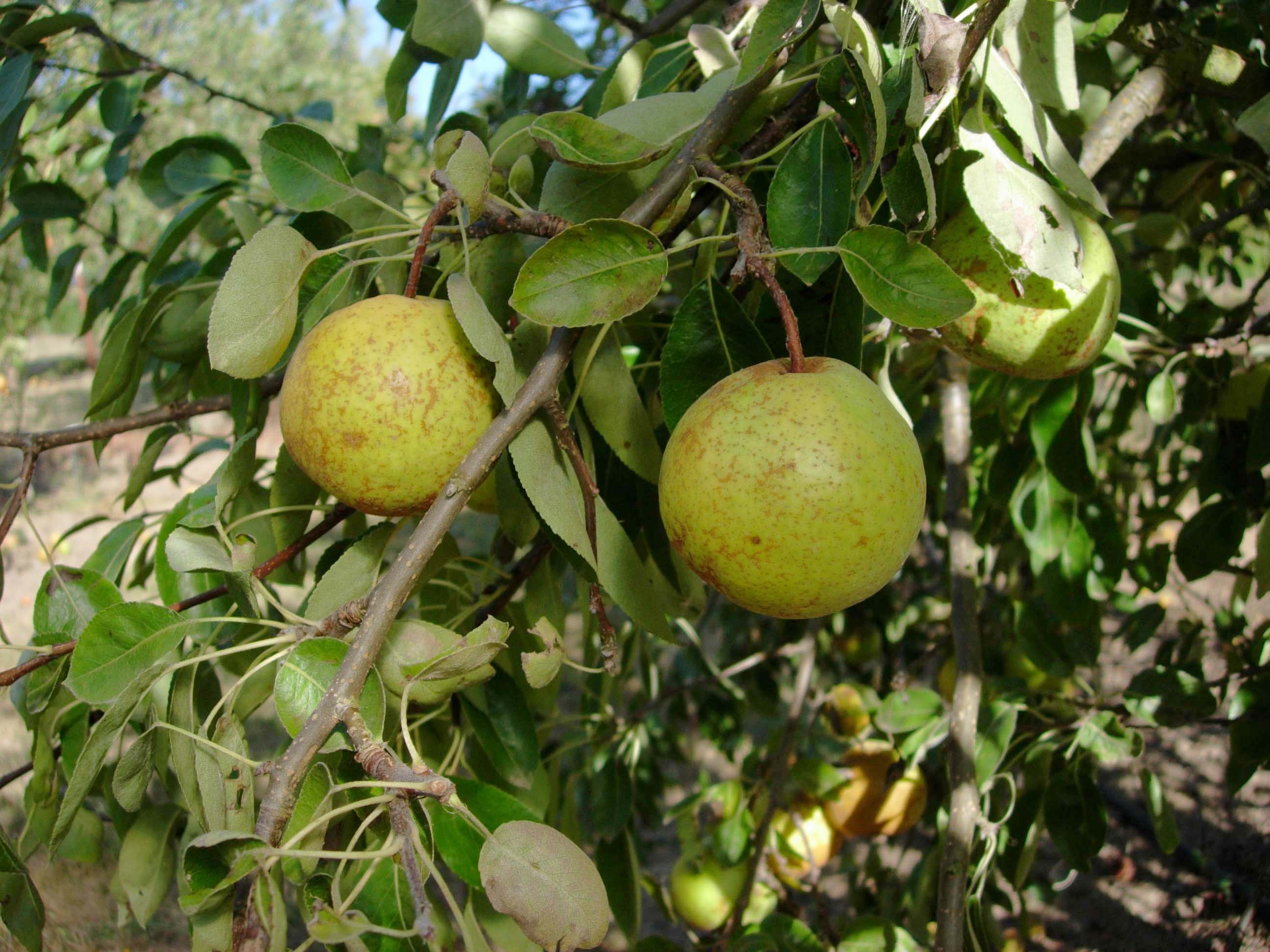 FRUIT