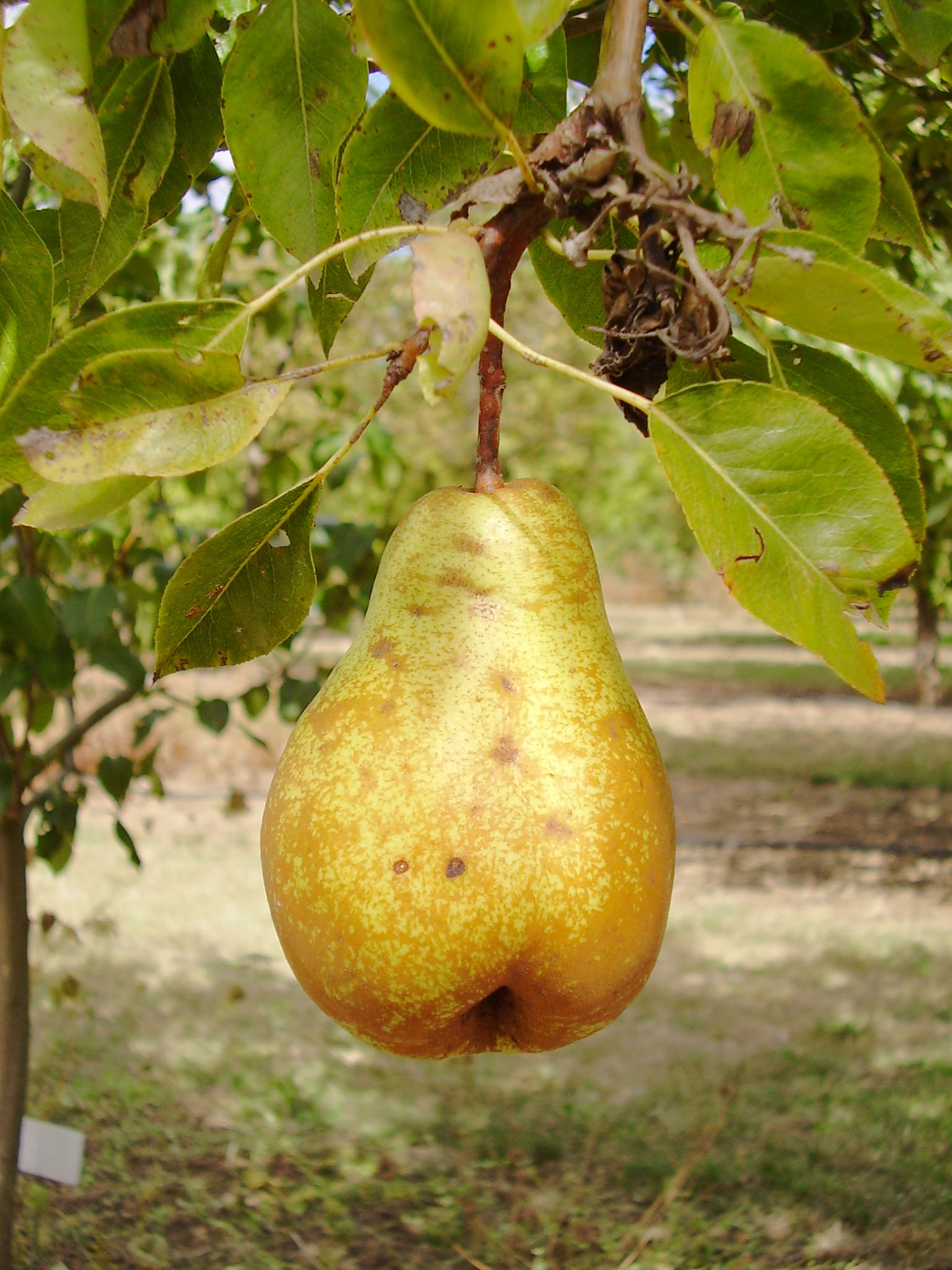 FRUIT