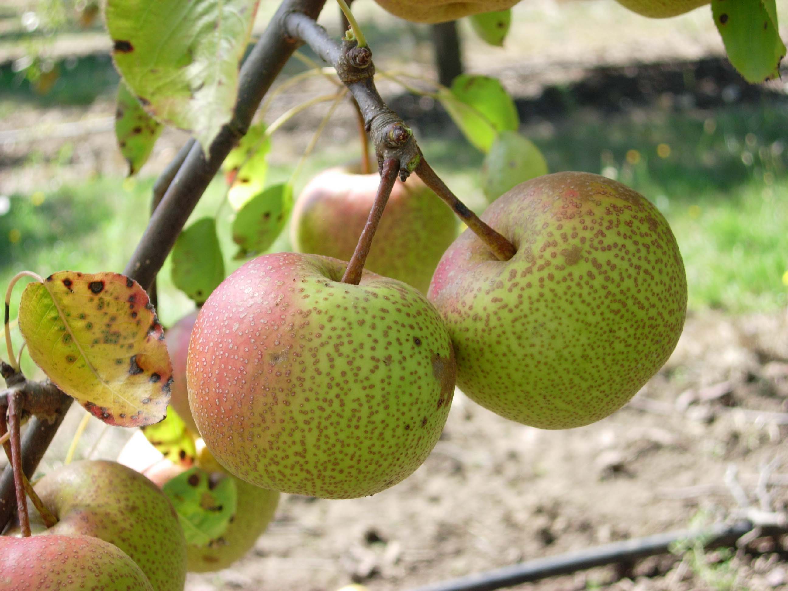 FRUIT