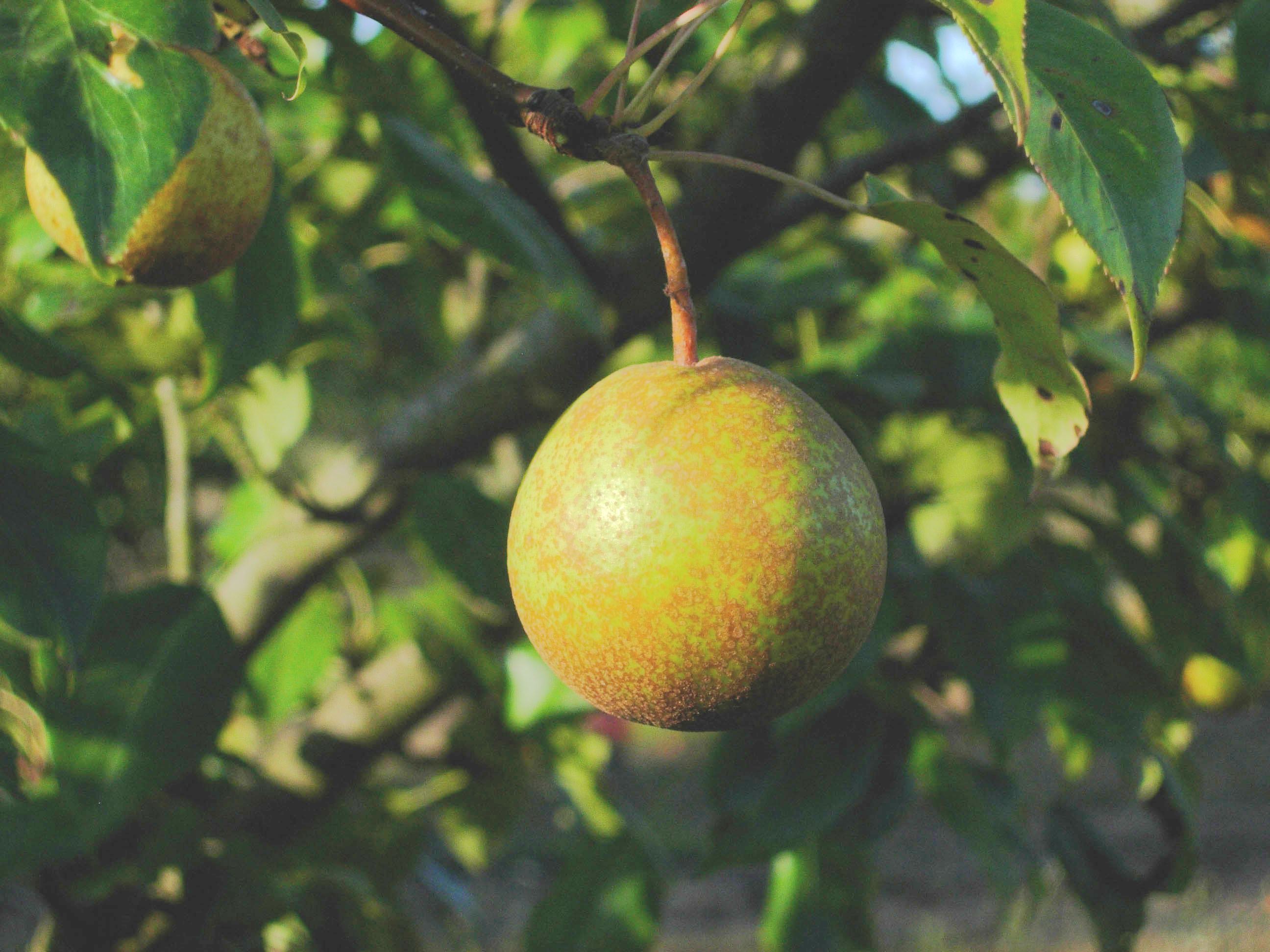 FRUIT