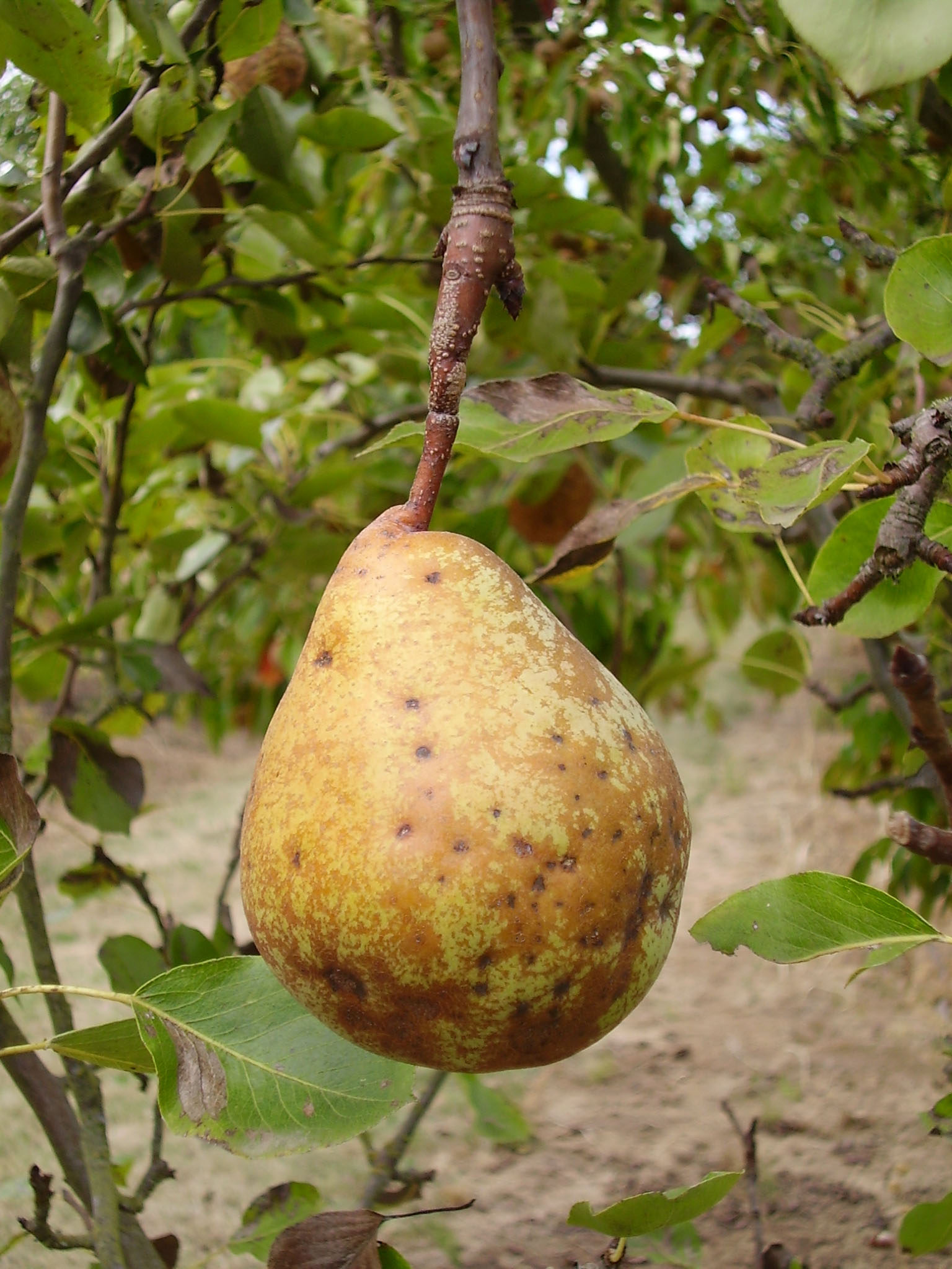 FRUIT