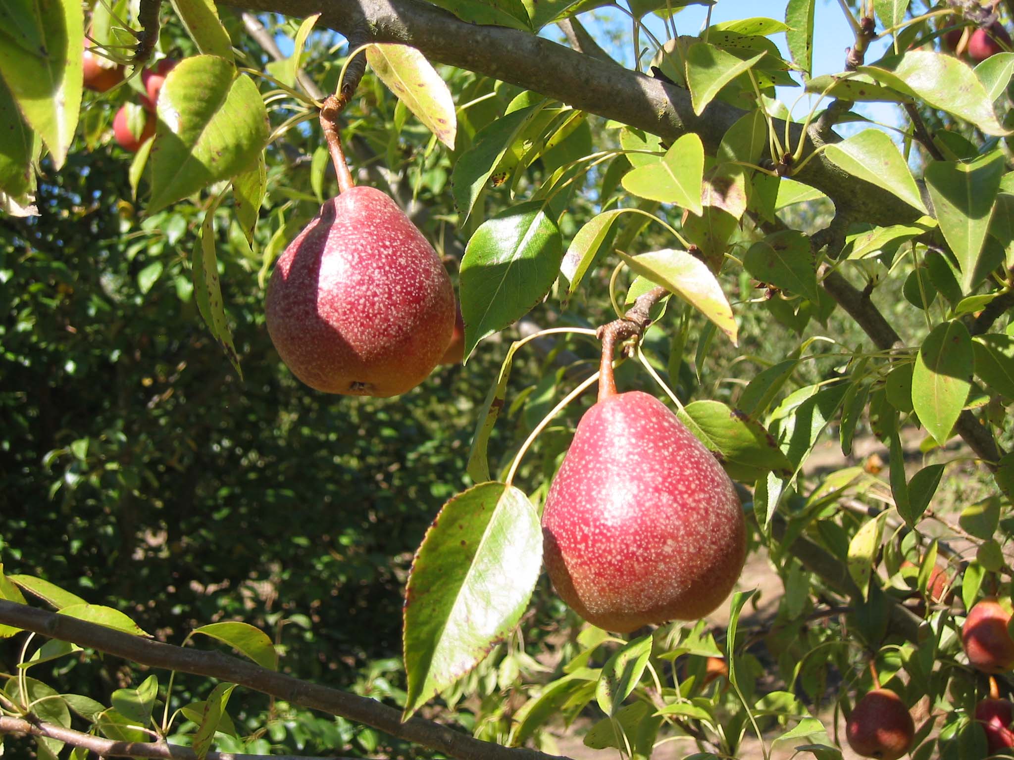 FRUIT