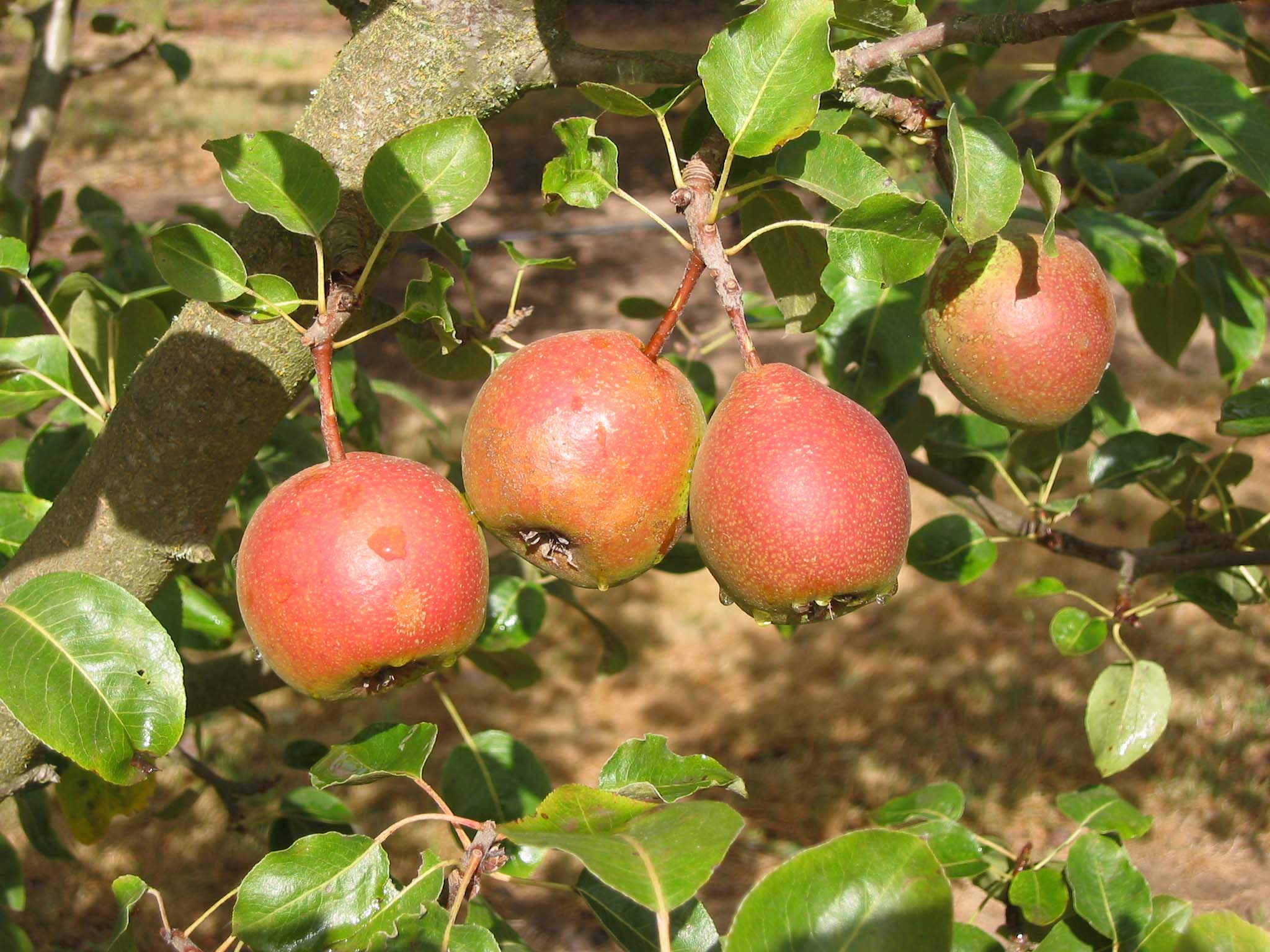 Click for 3 image(s) for this accession. FRUIT