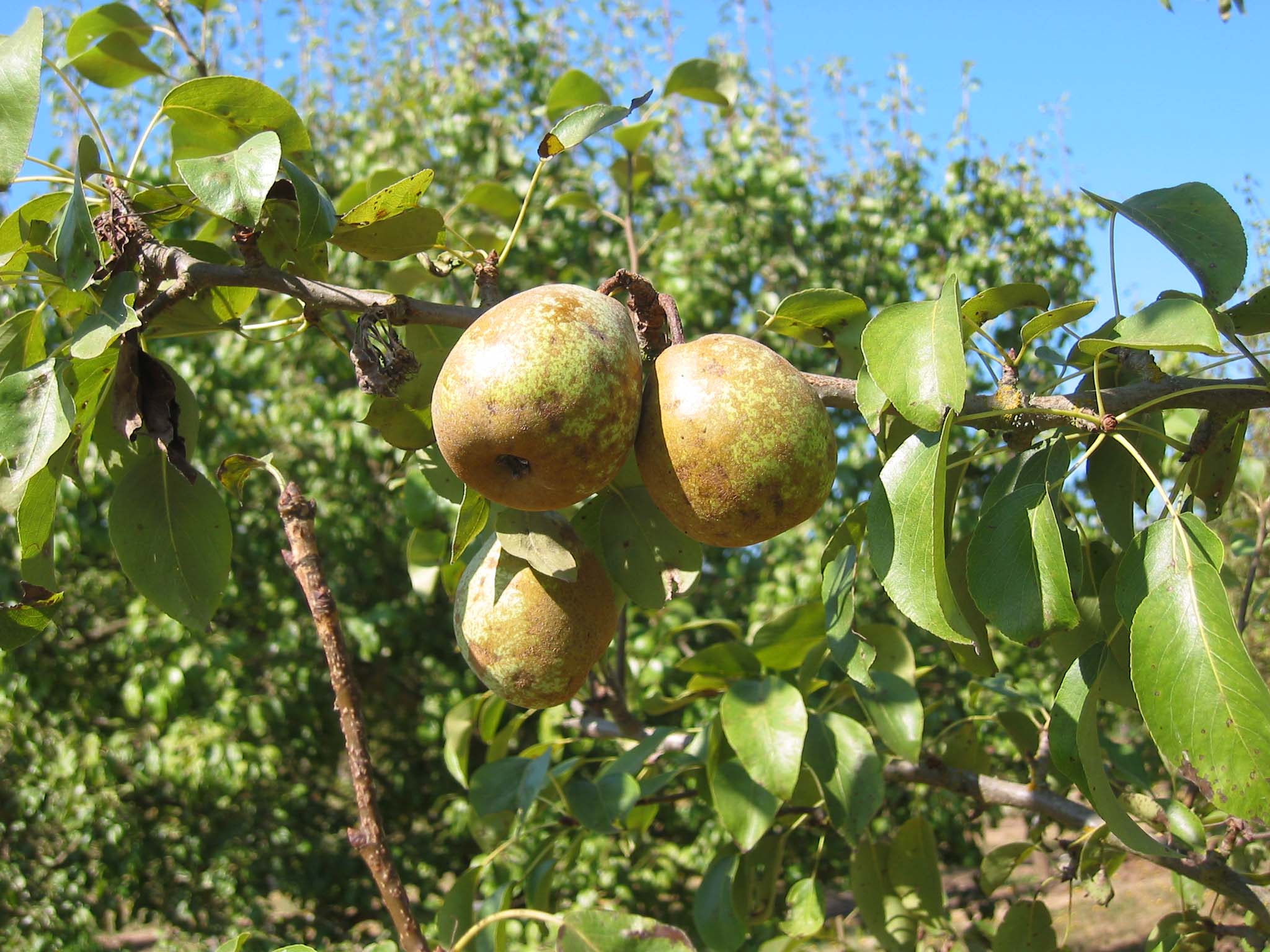 Click for 2 image(s) for this accession. FRUIT