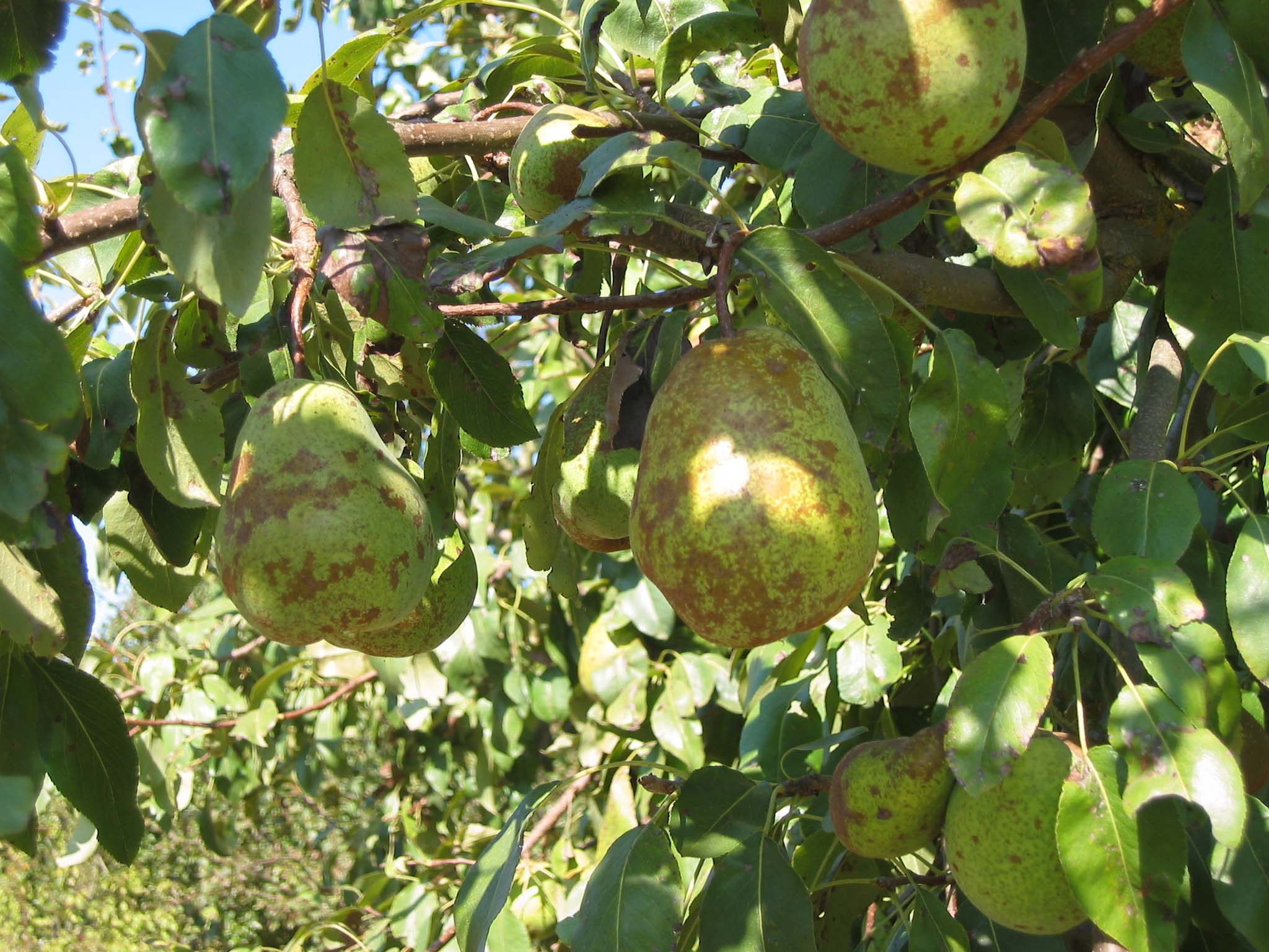 Click for 1 image(s) for this accession. FRUIT